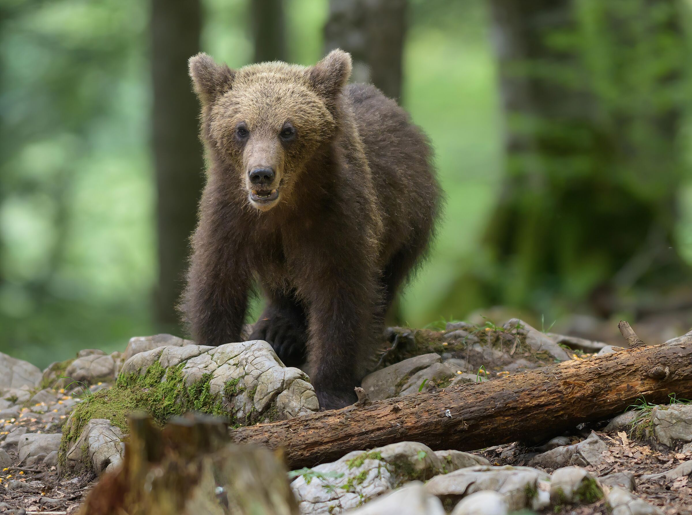 The King of the Woods