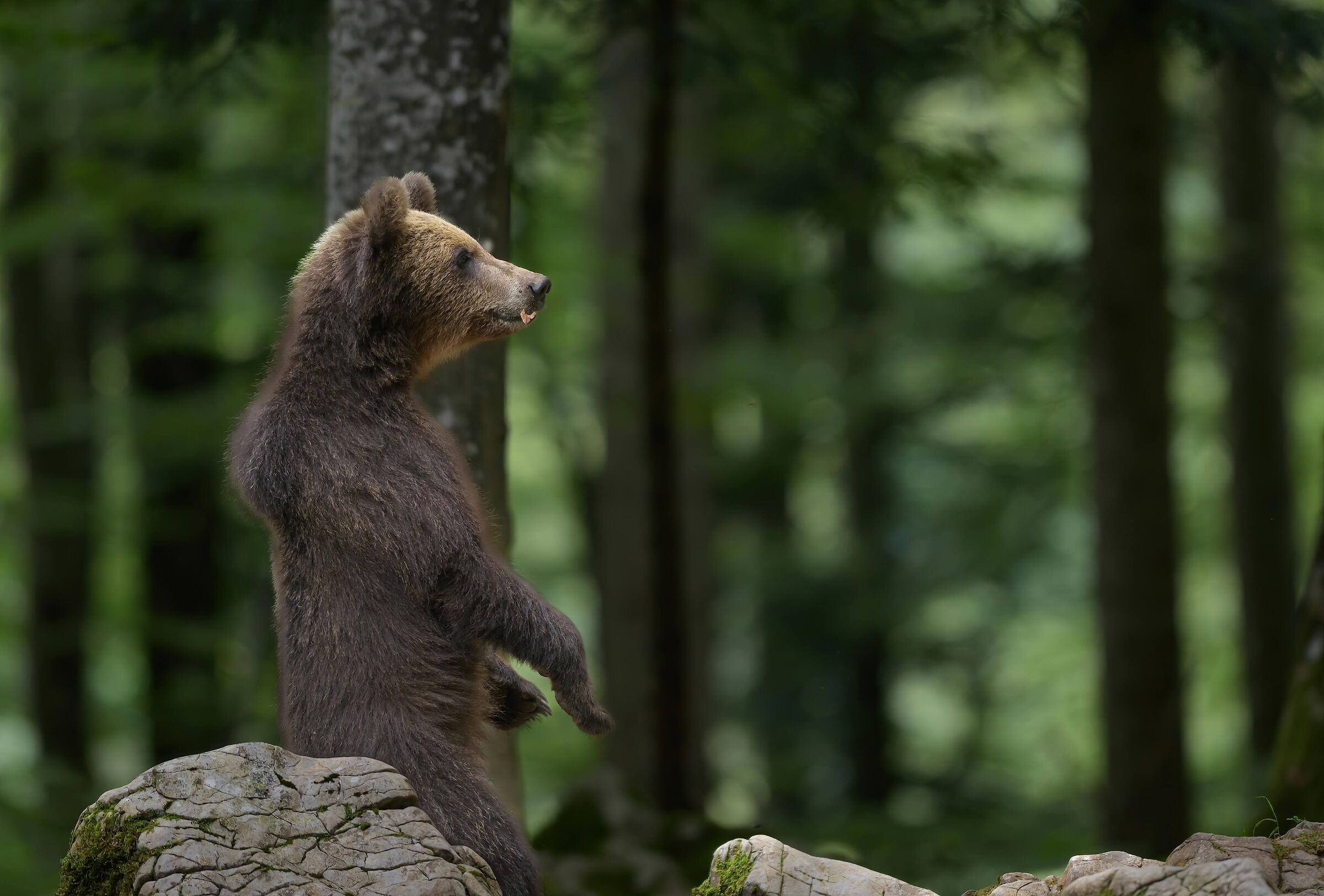 King of the Woods II