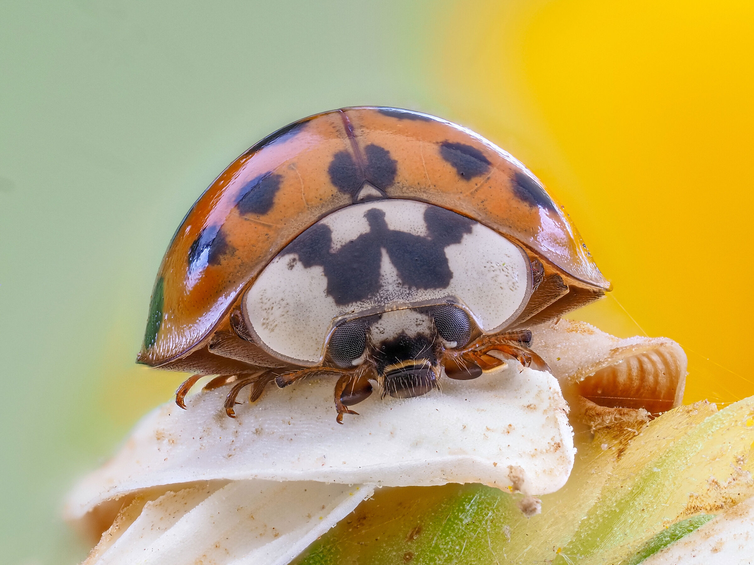 Harmonia axyridis