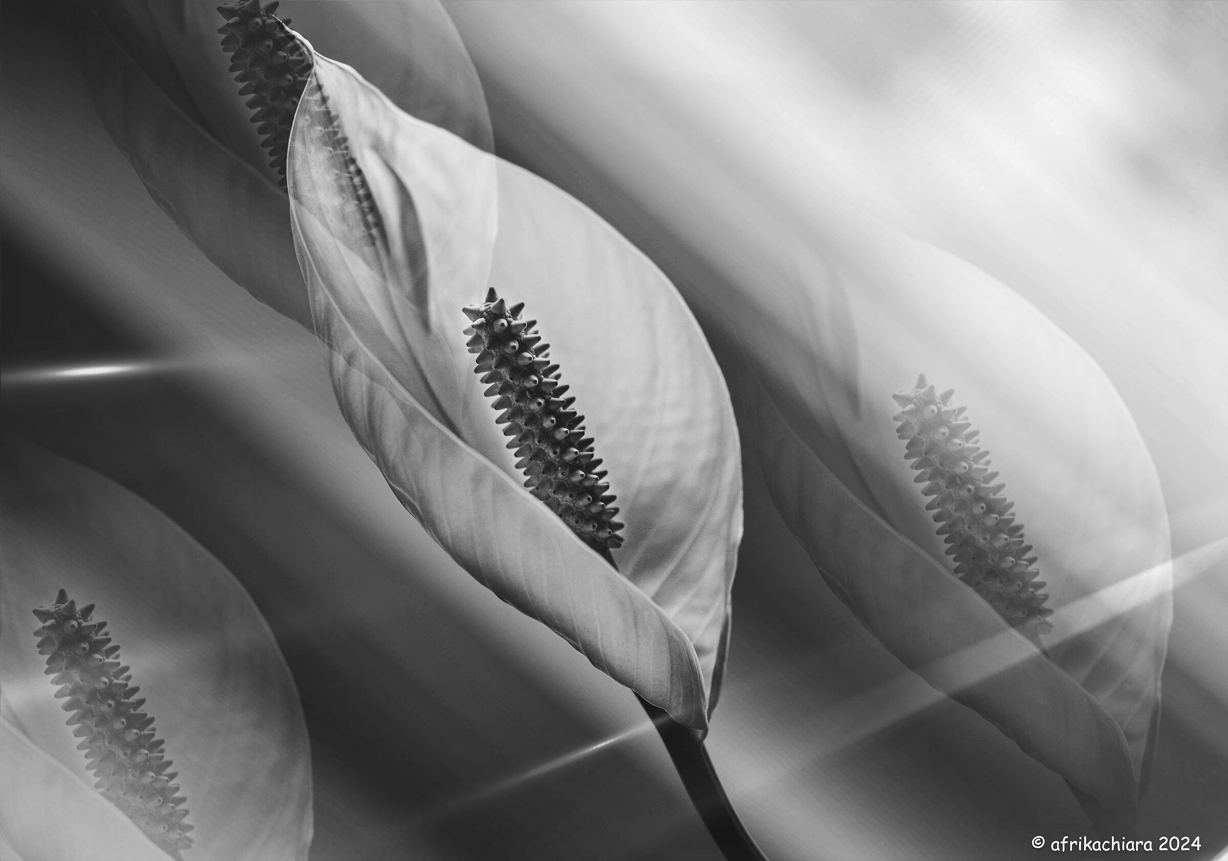 The Dance of the Petals