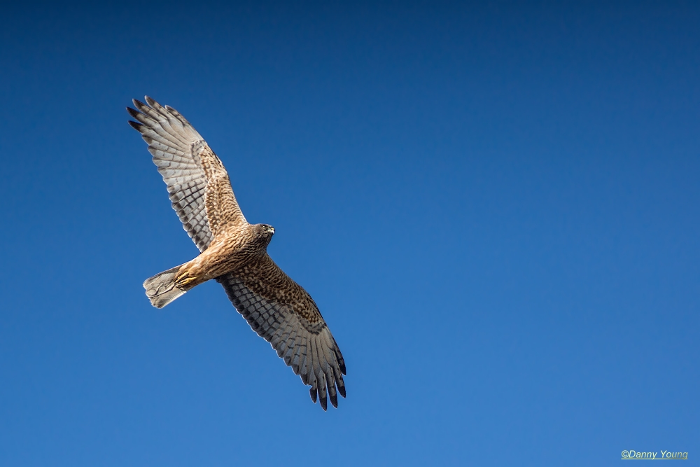 Australasian Harrier
