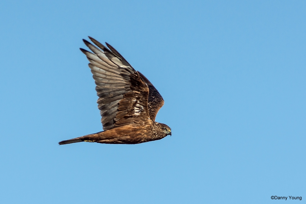 Australasian Harrier