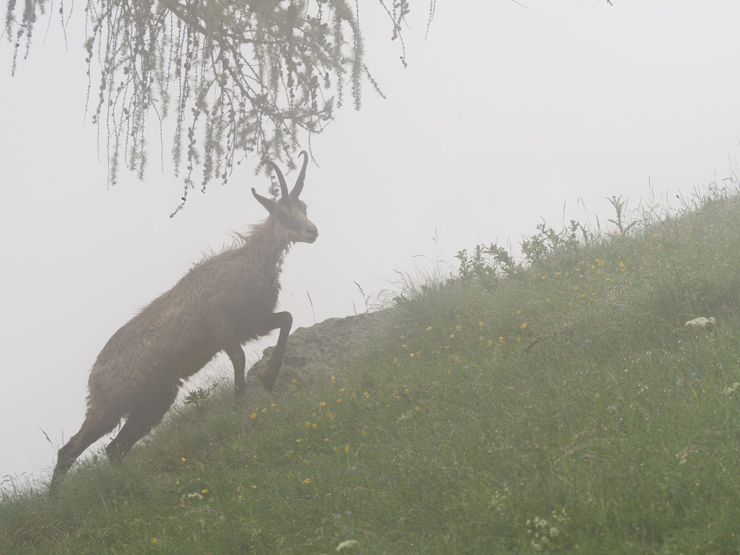 Camoscio nella nebbia