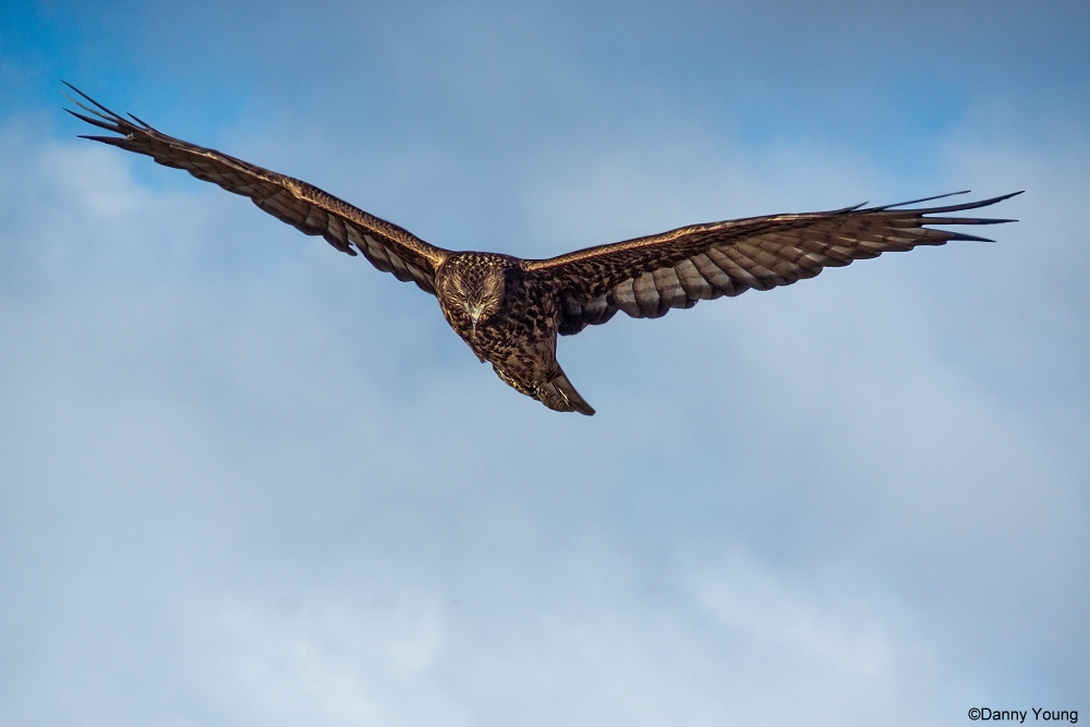 Australasian Harrier