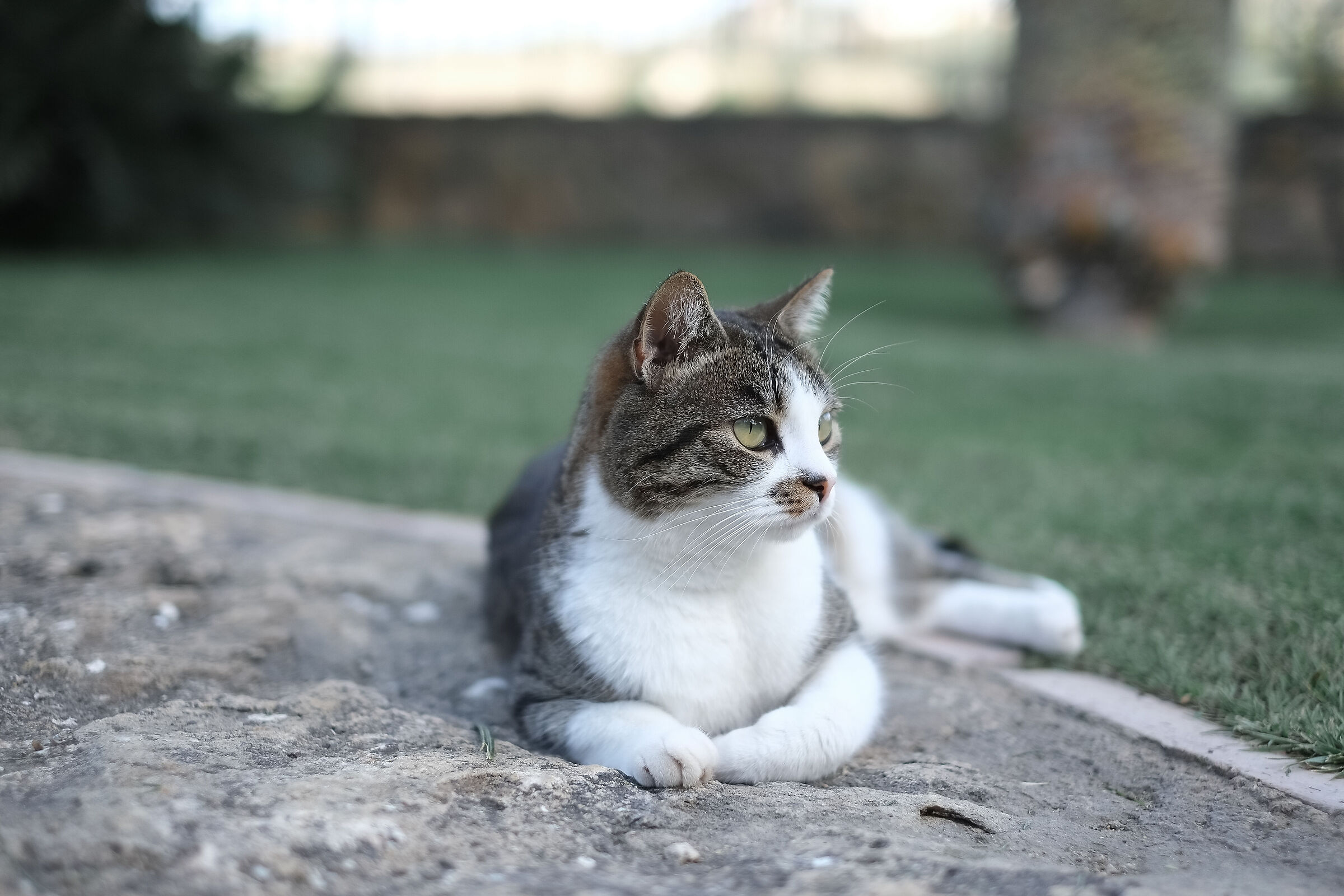 Cat broods in it...