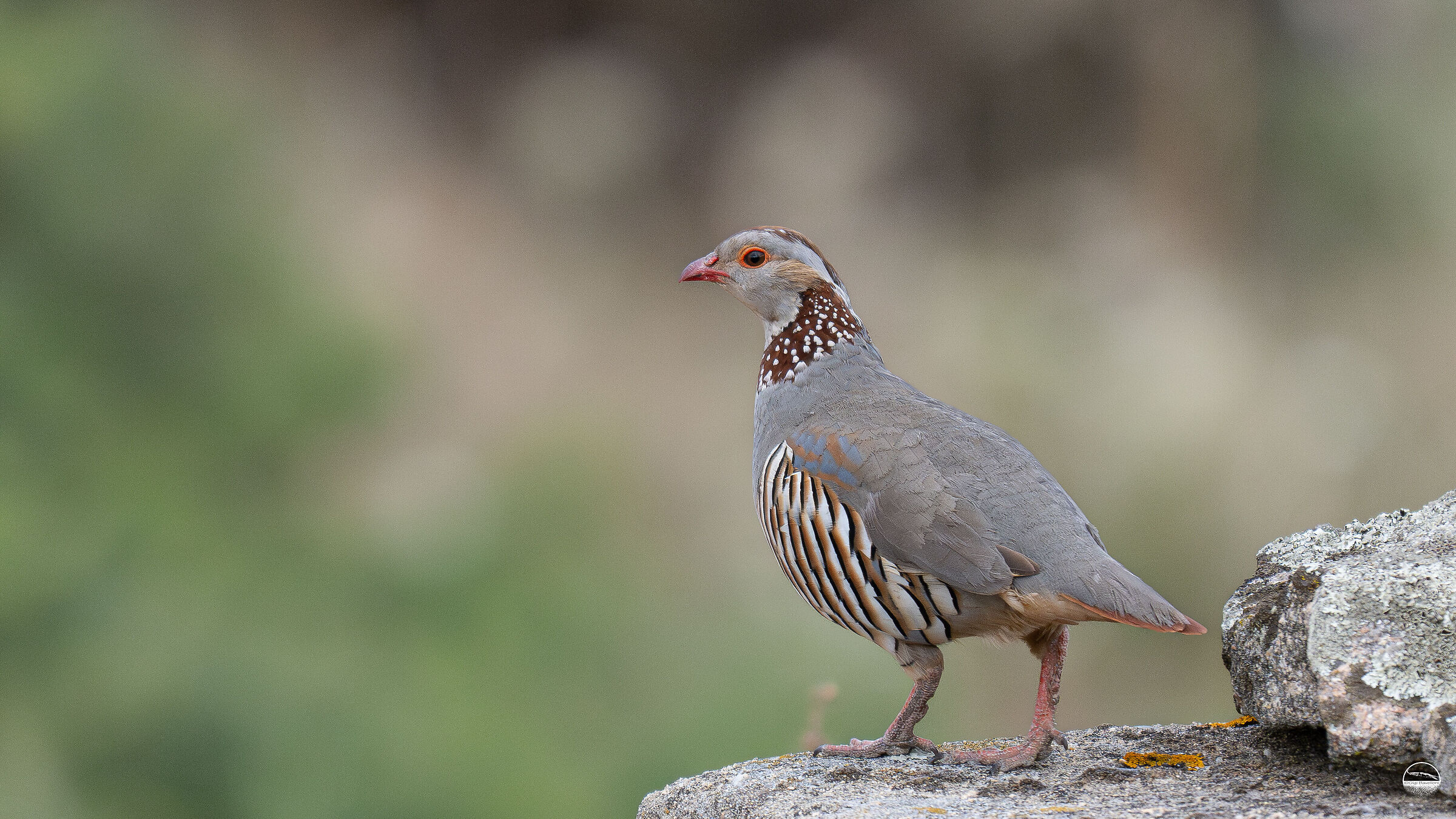 Sardinian partridge
