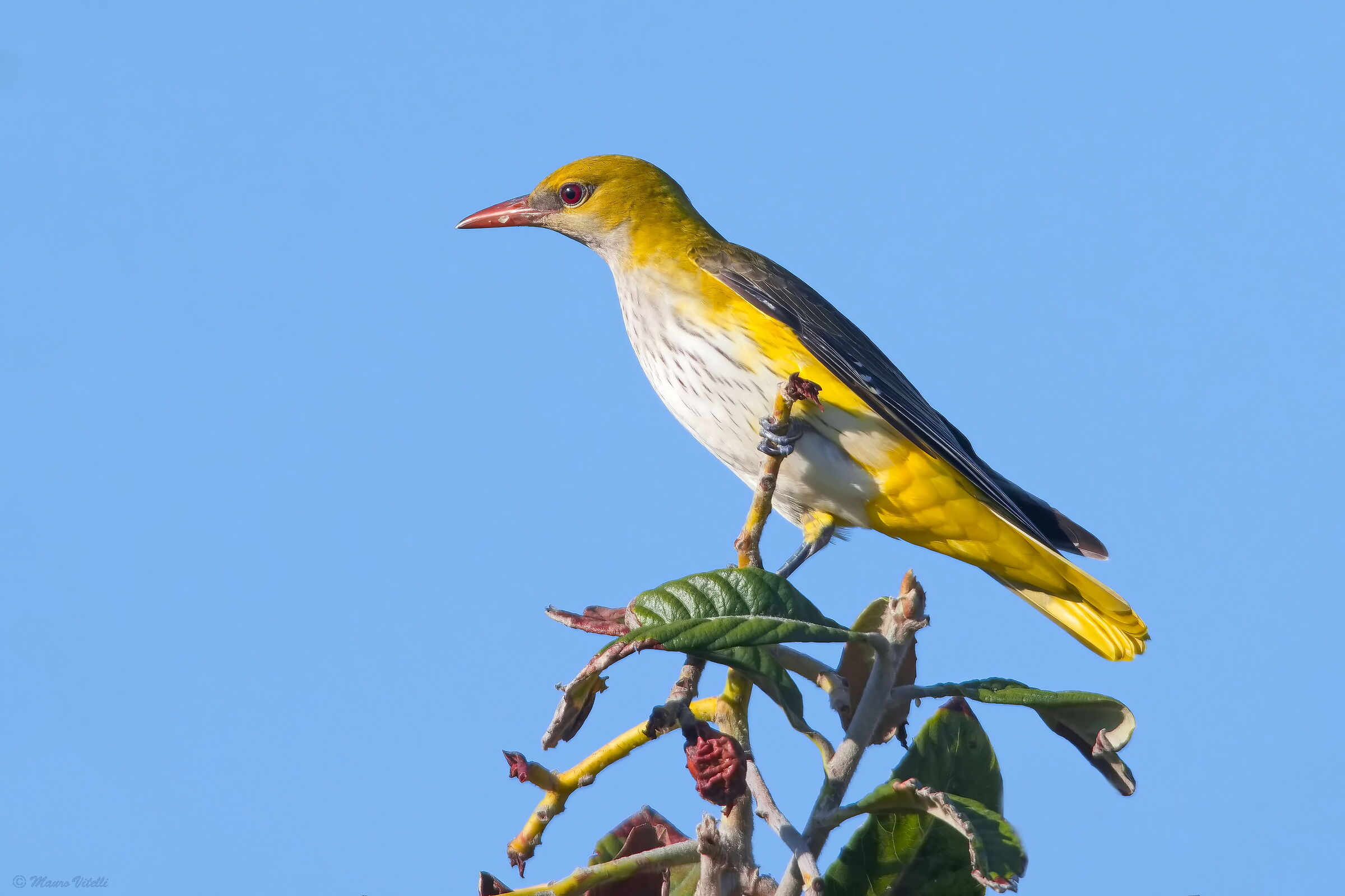Oriole (Oriolus oriolus)