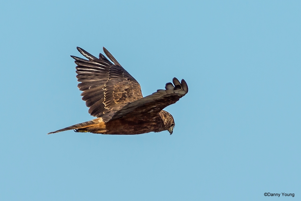 Australasian Harrier