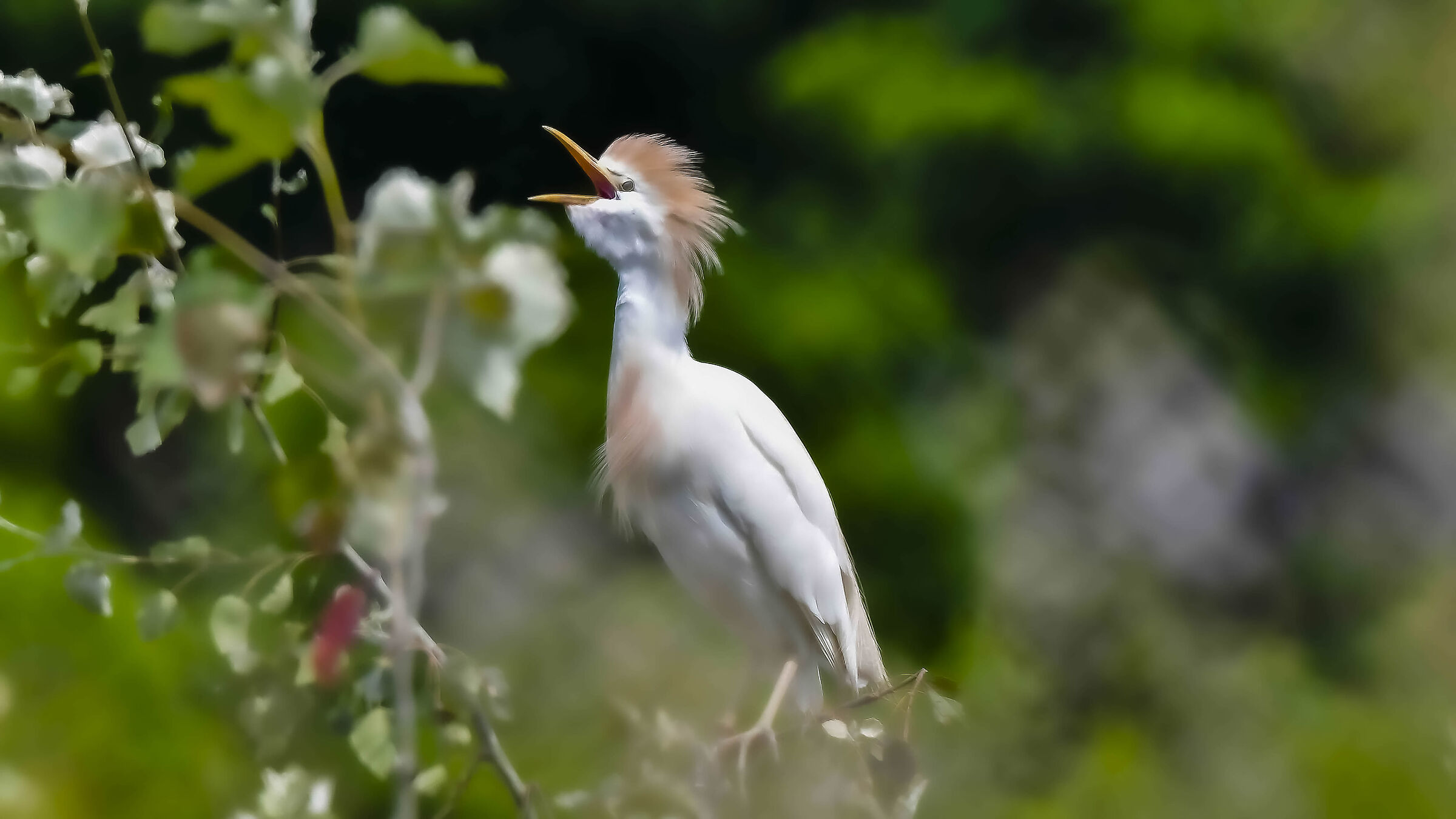 Si crede Claudio Villa Guardabuoi !!