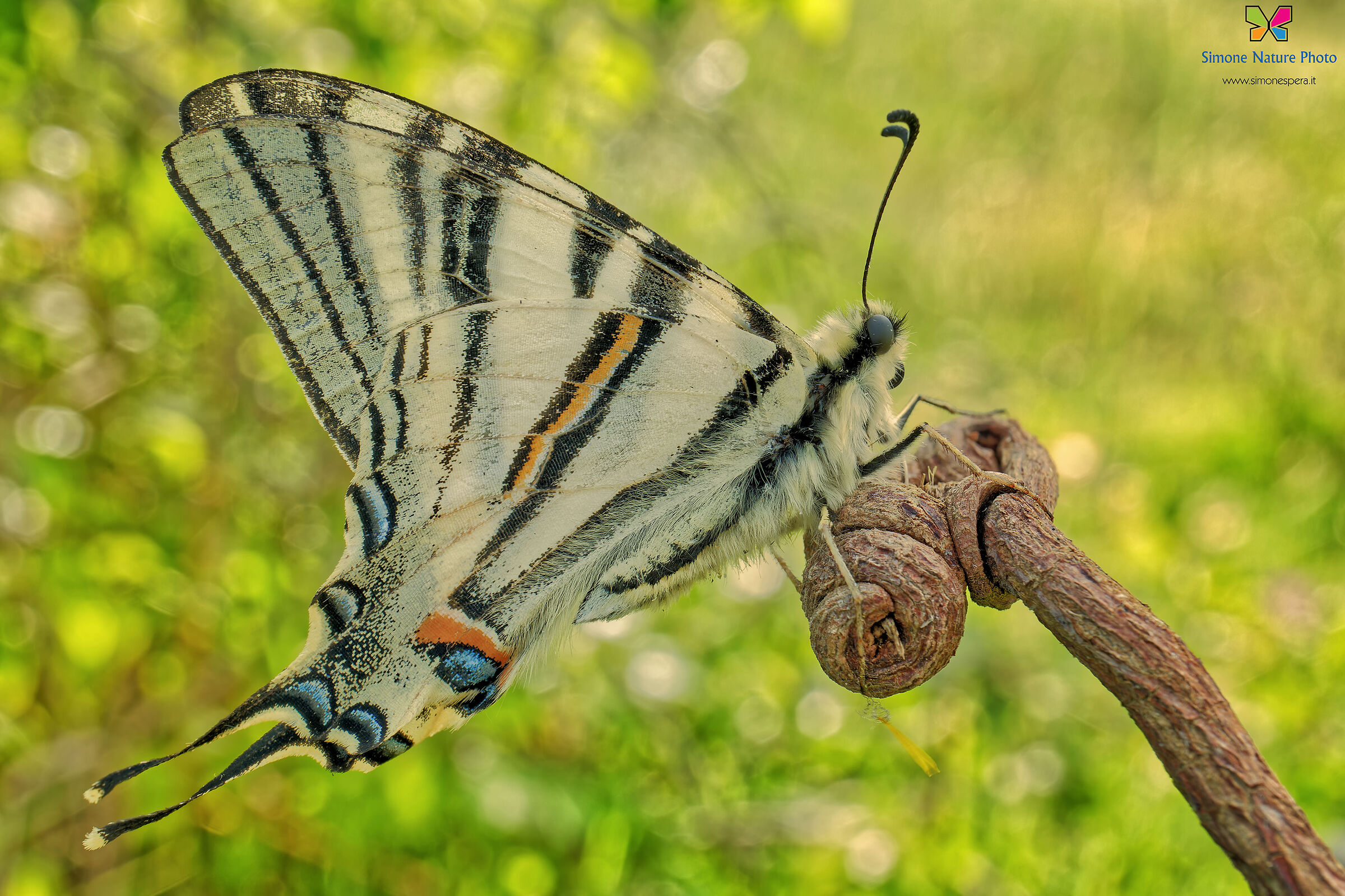 Un Po' dalirio a 28mm