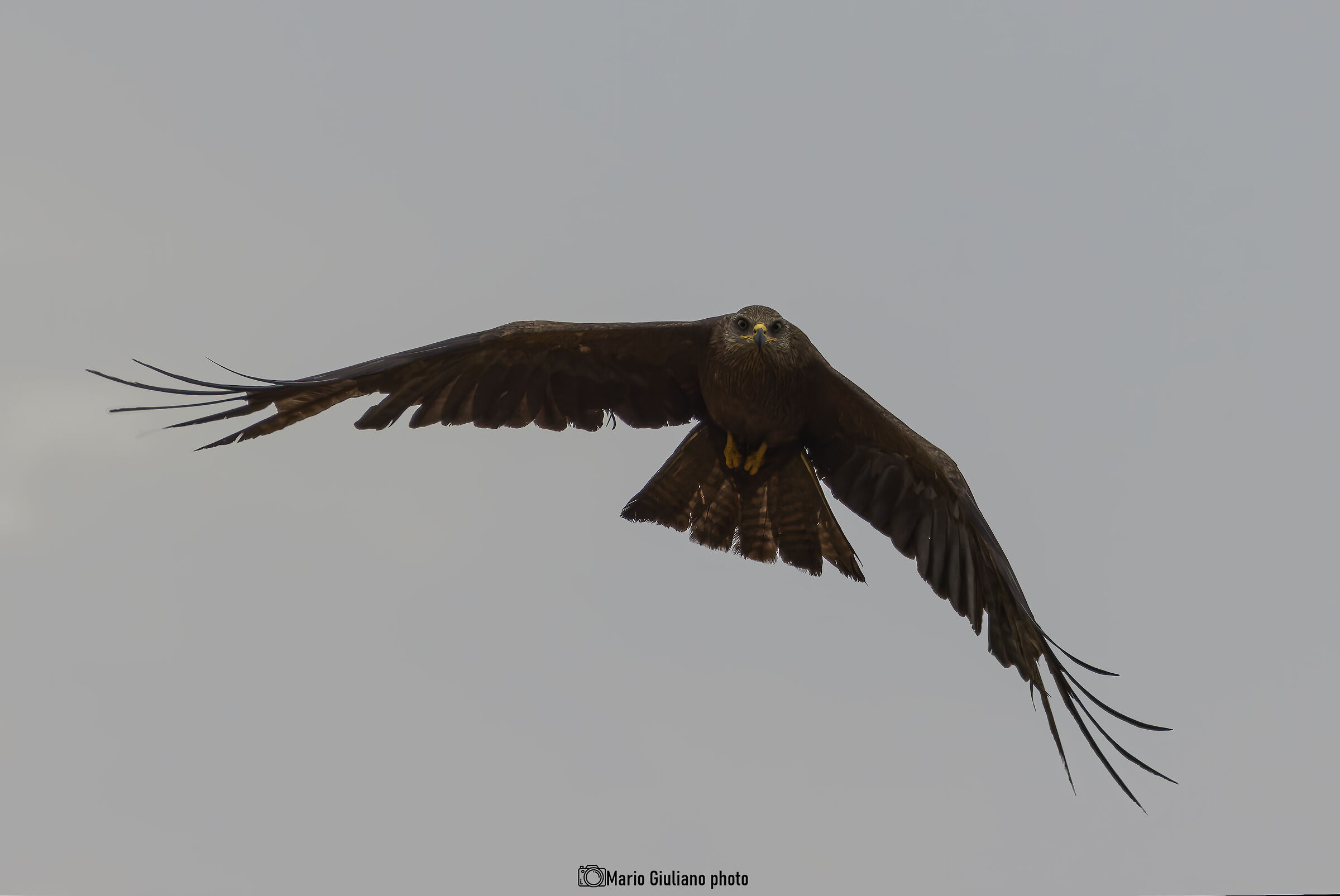 Black Kite