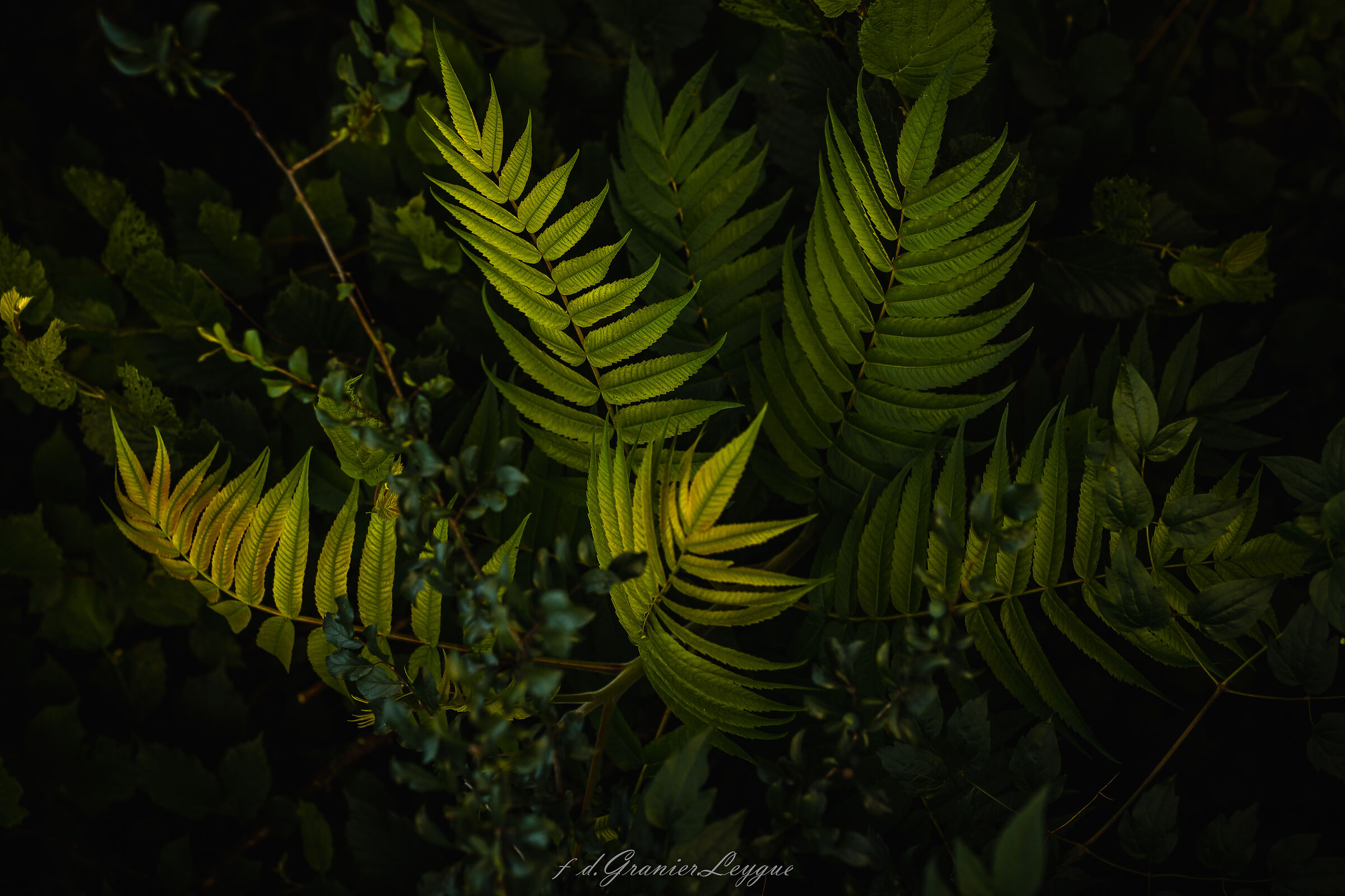 Untitled Photo
