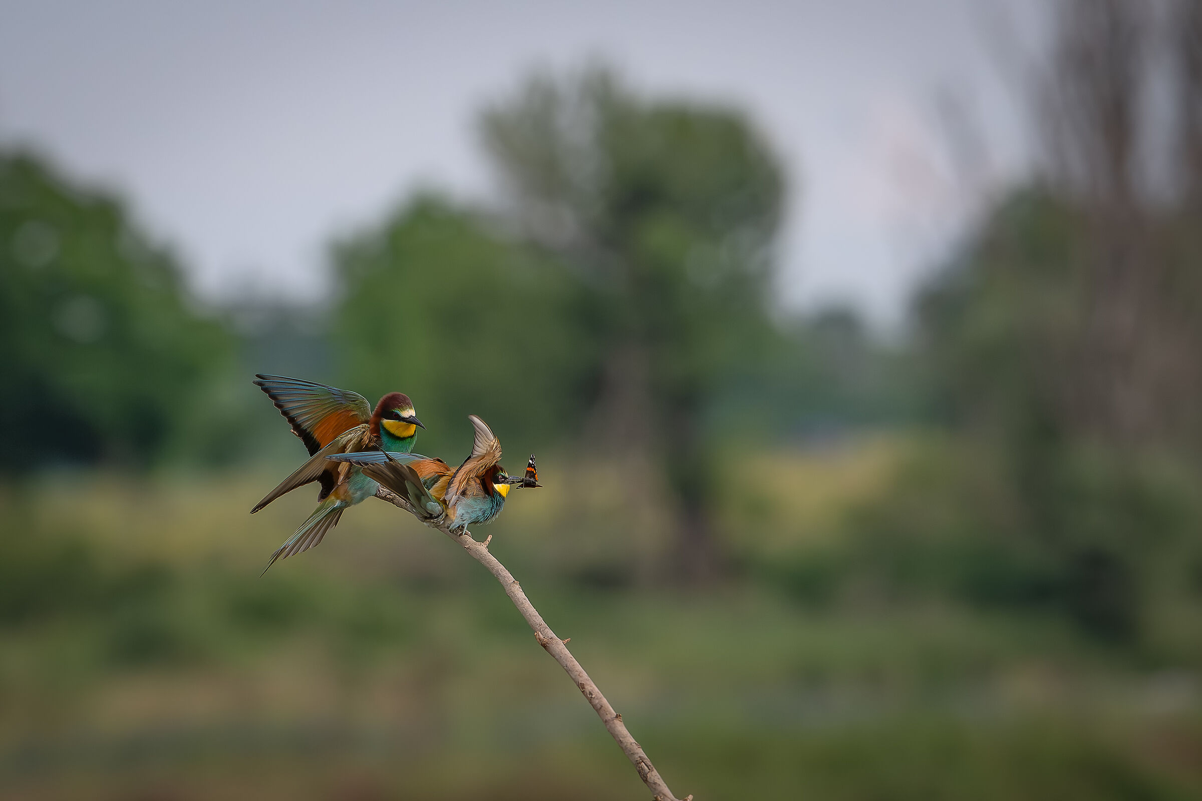 Bee-eaters