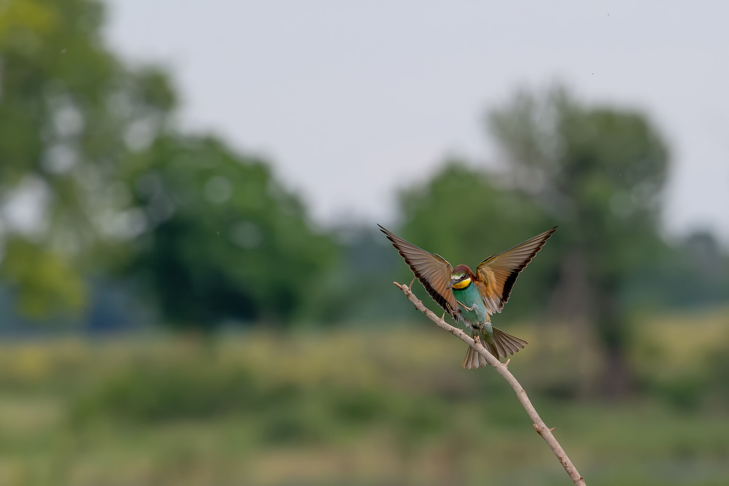 Bee-eater