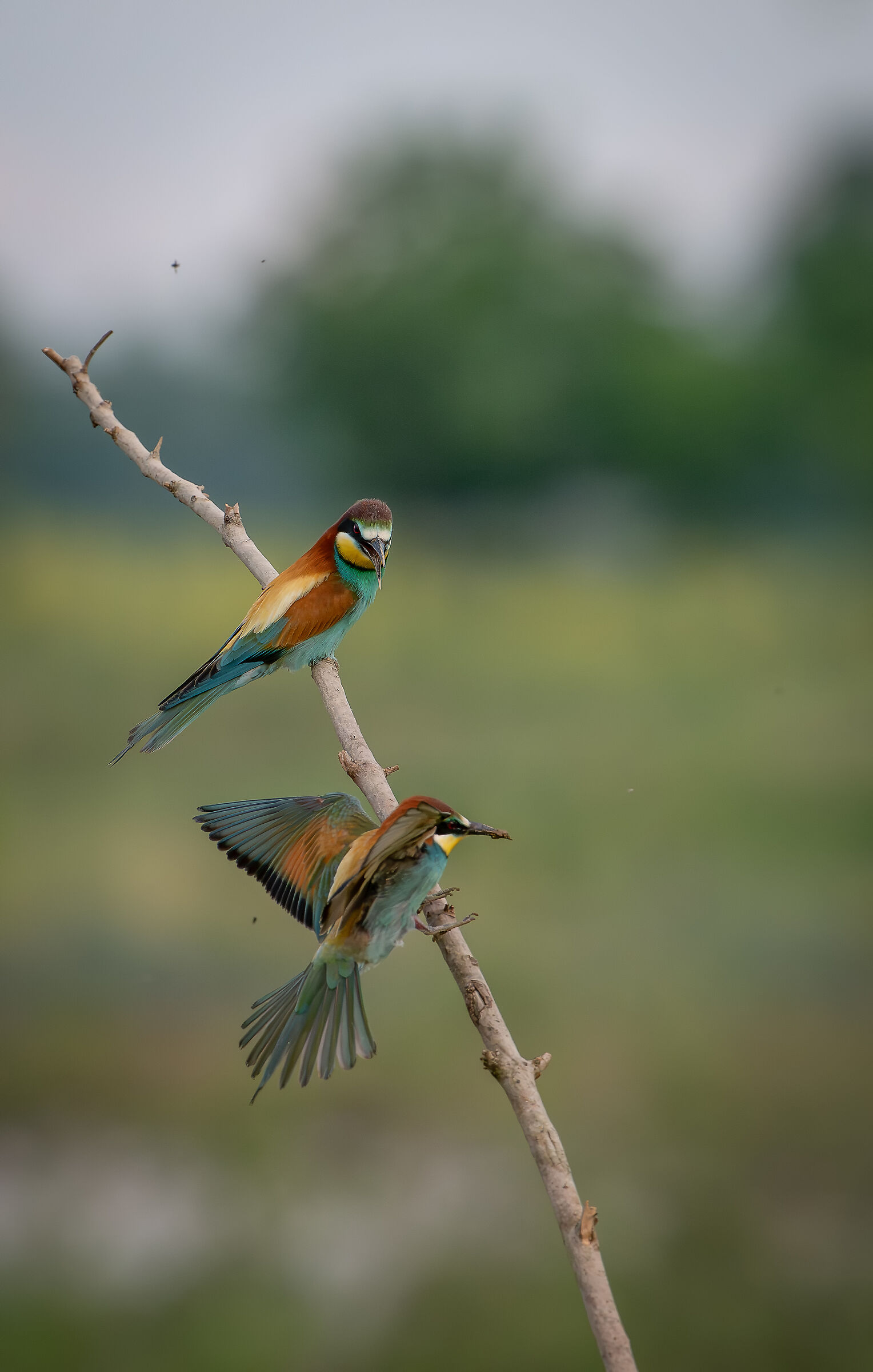 Bee-eaters