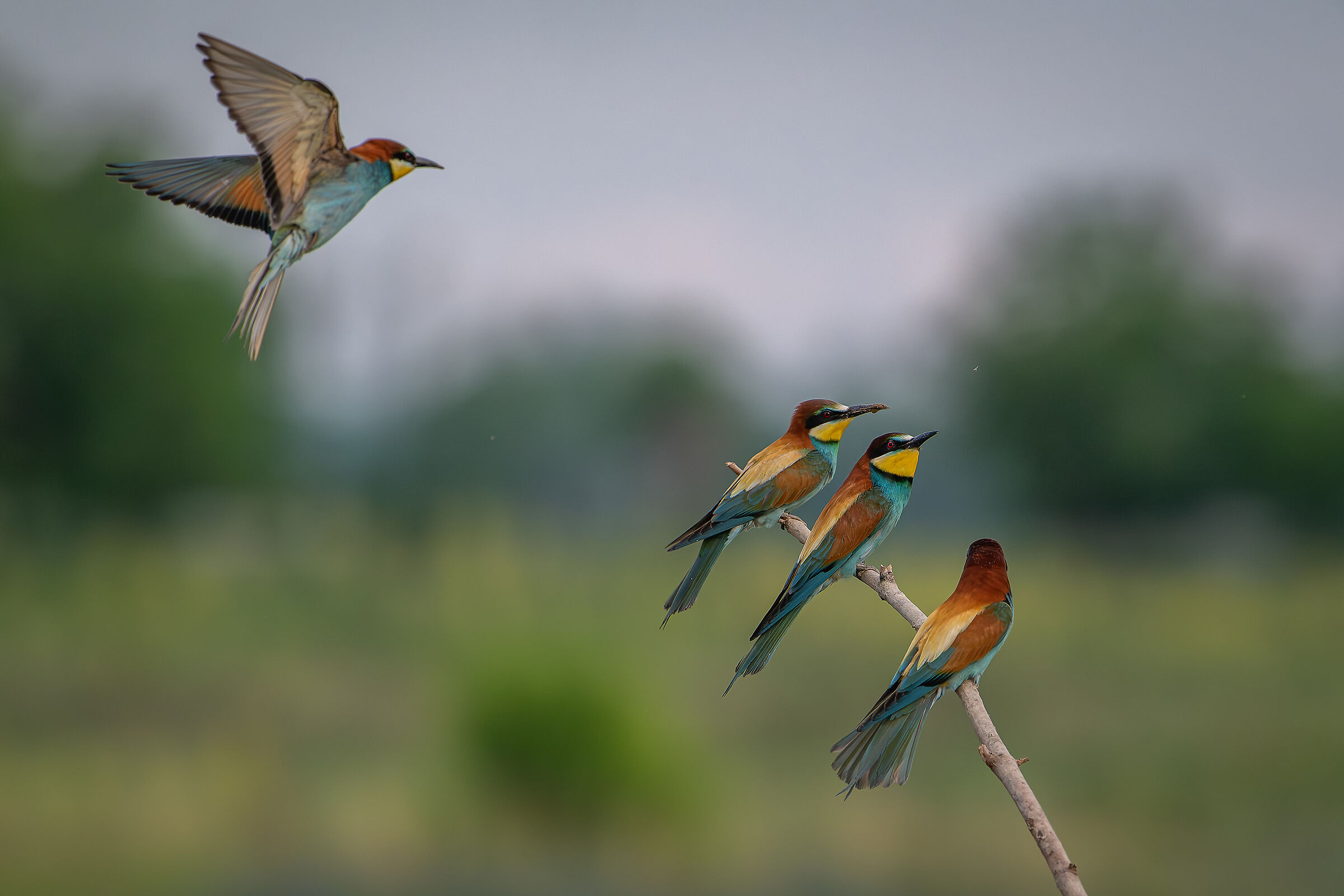 Bee-eaters