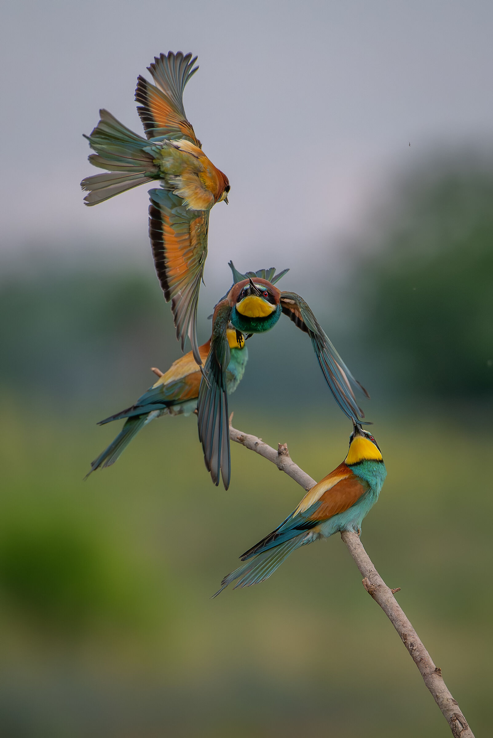 Bee-eaters