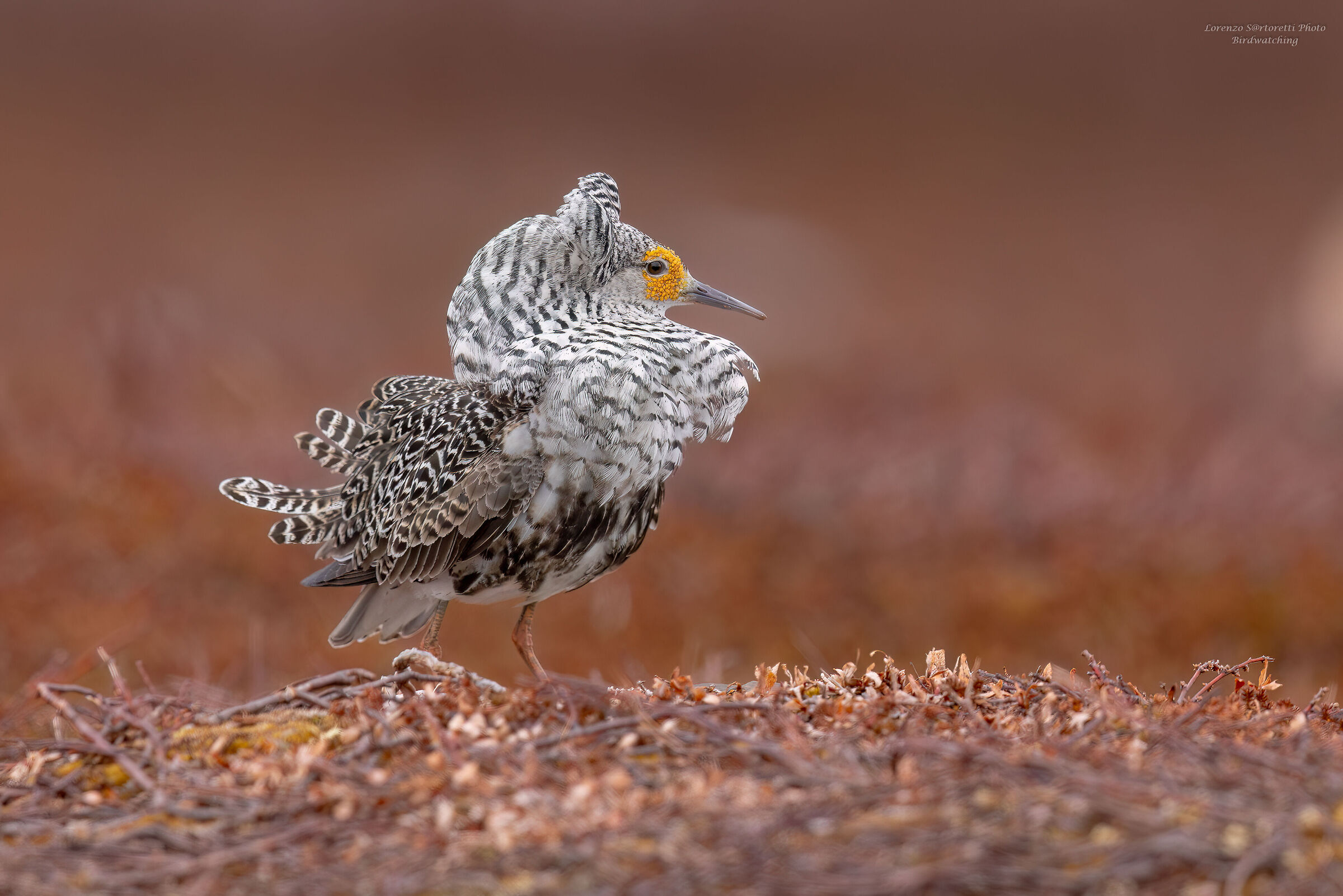 La sentinella (combattente)