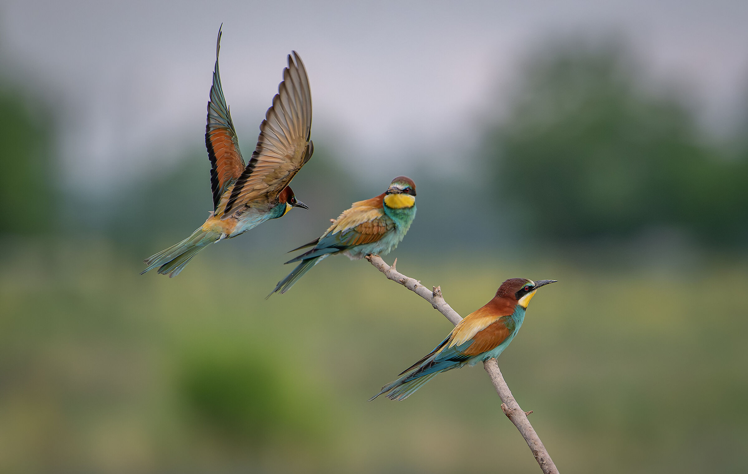 Bee-eaters June 2024 Lombardy