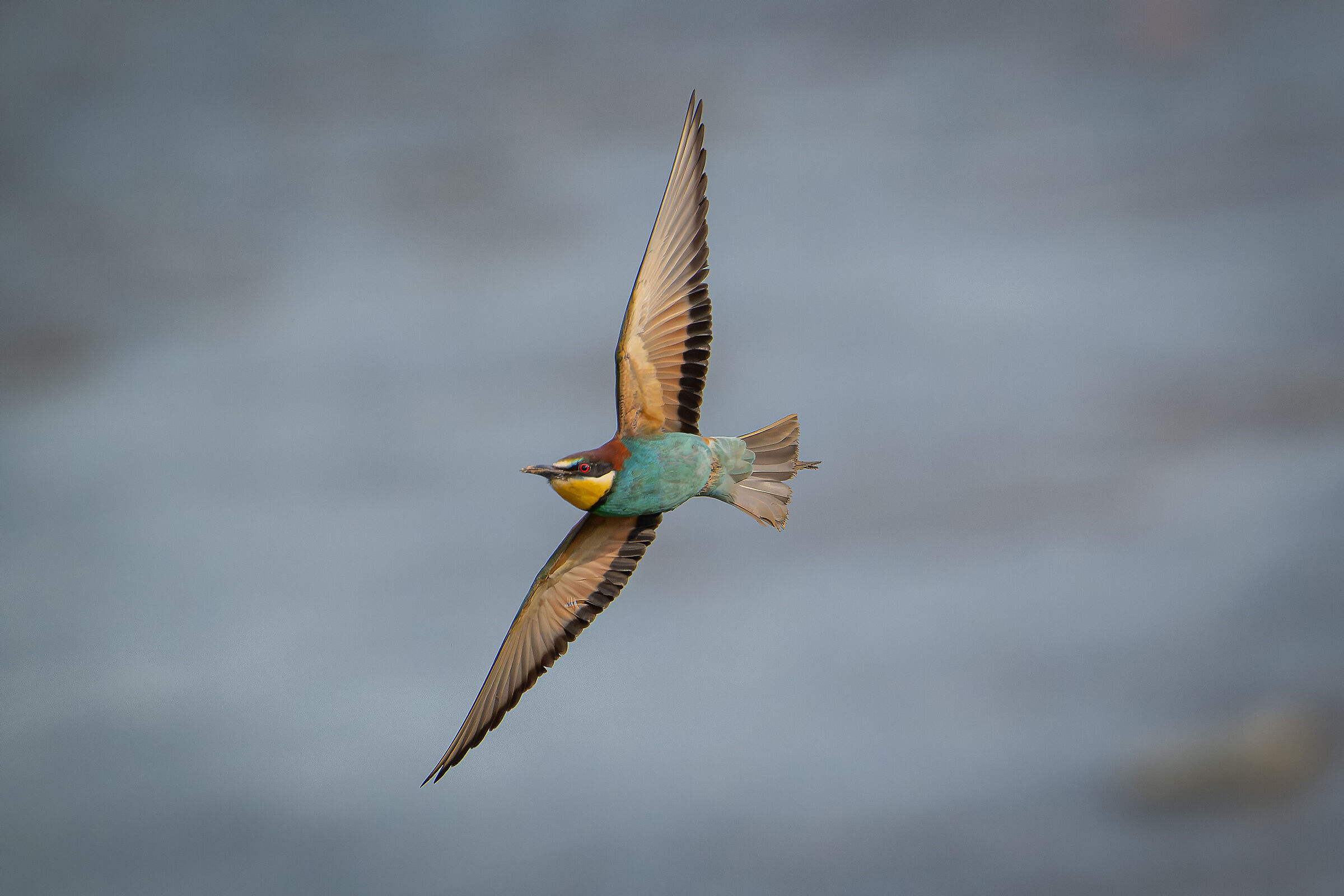 Bee-eaters June 2024 Lombardy