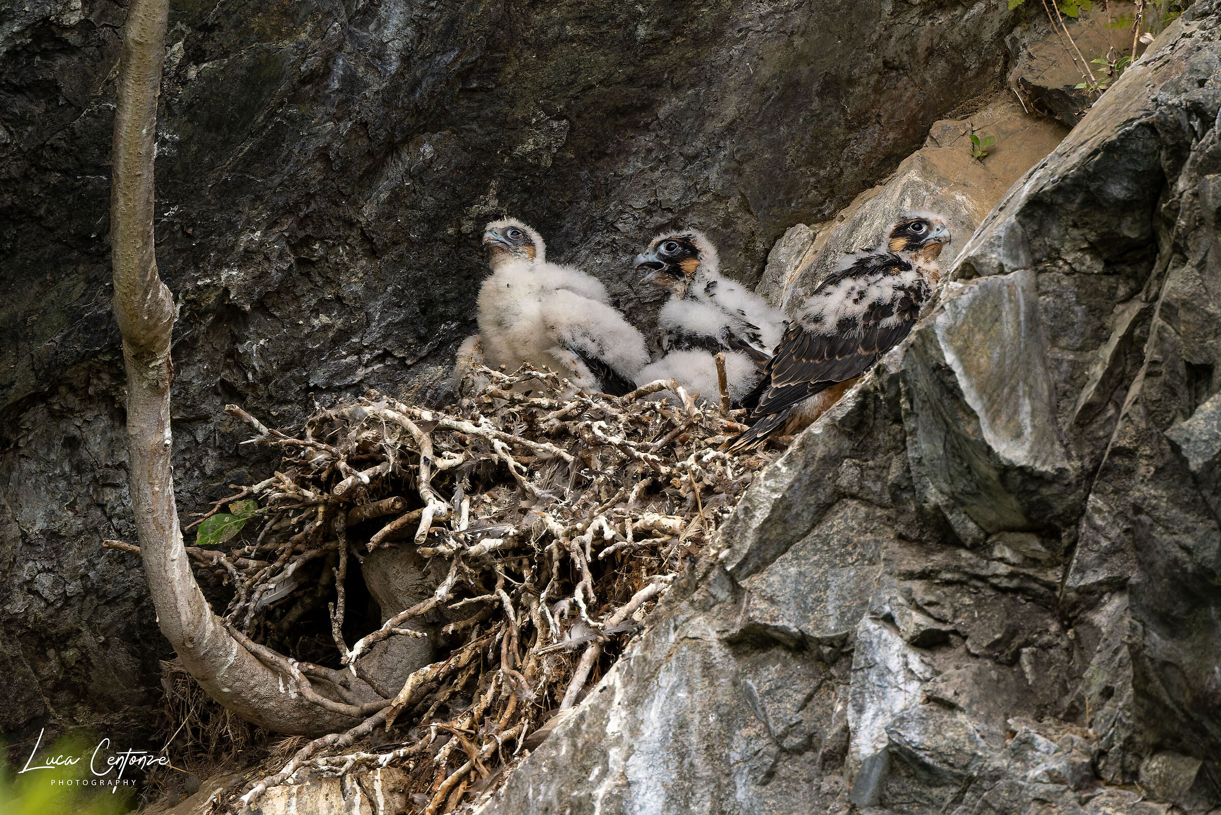Piccoli falchetti crescono