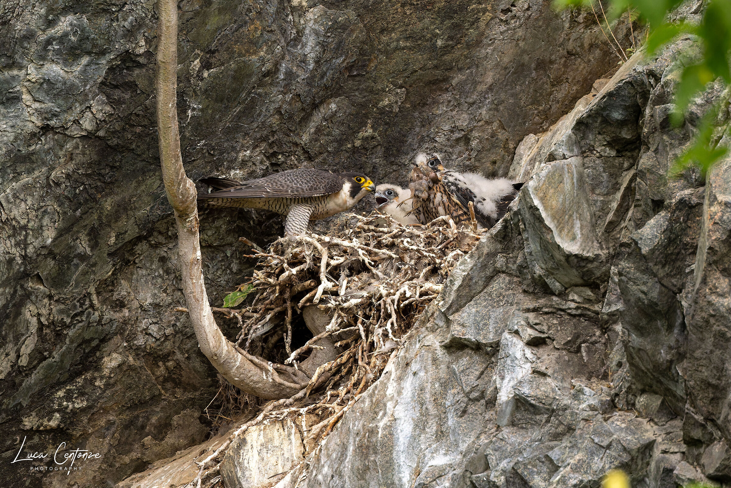 First round, quickest steals lunch