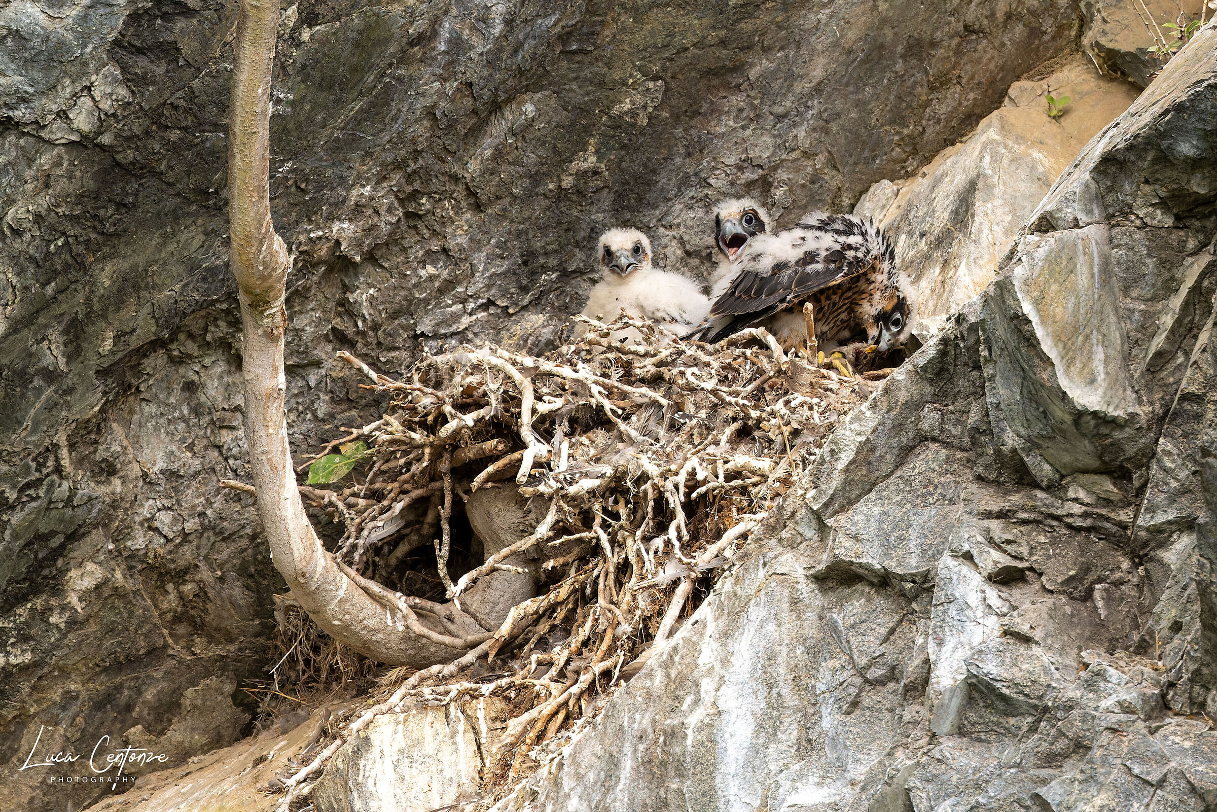 The strongest enjoys the fruit of the theft