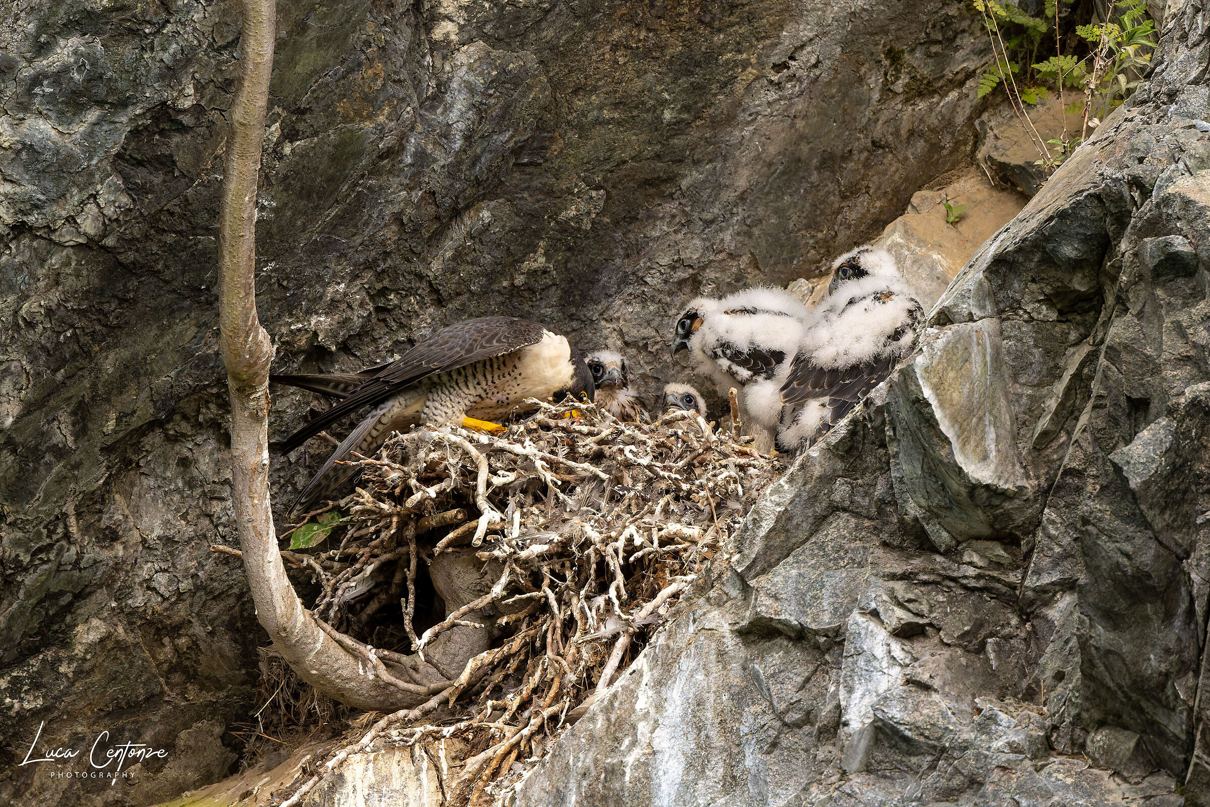 Secondo giro e la mamma non ci casca più