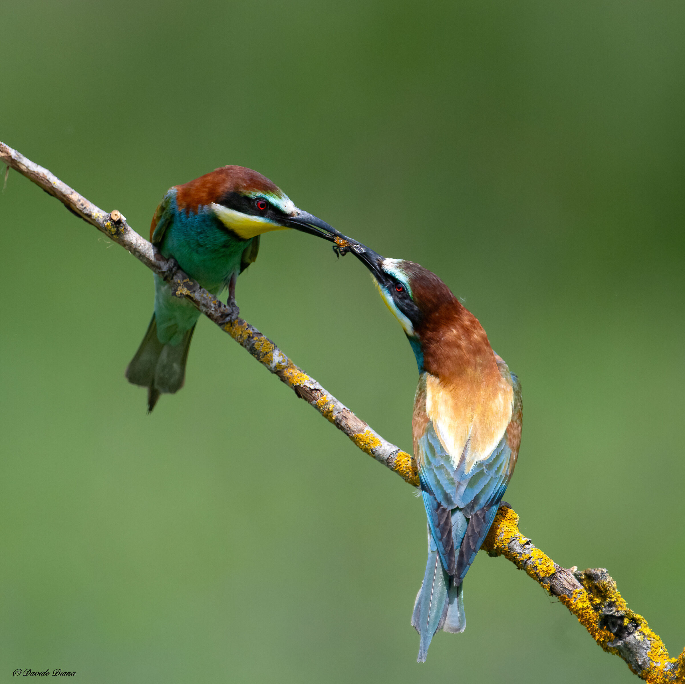 Bee-eaters