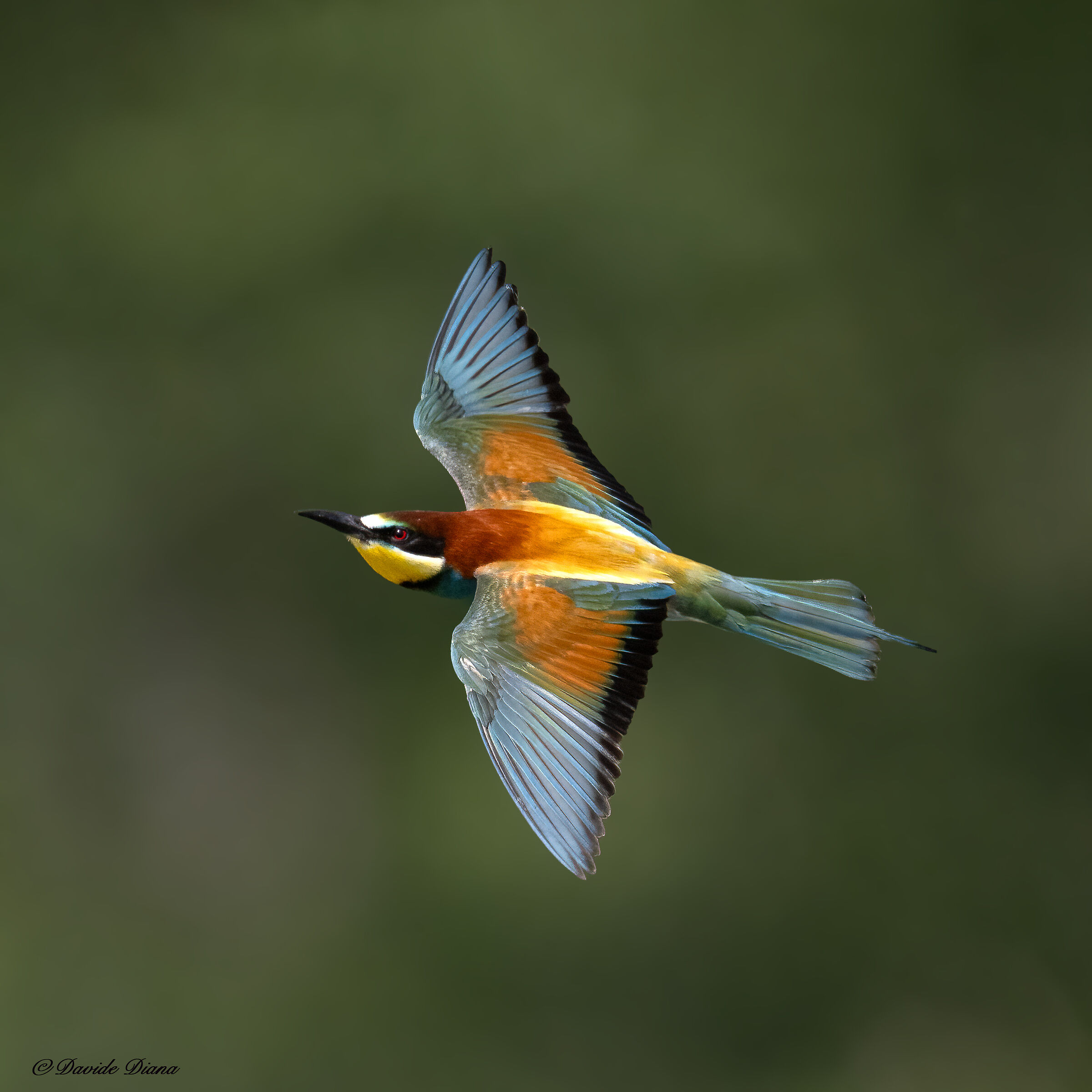 Bee-eater