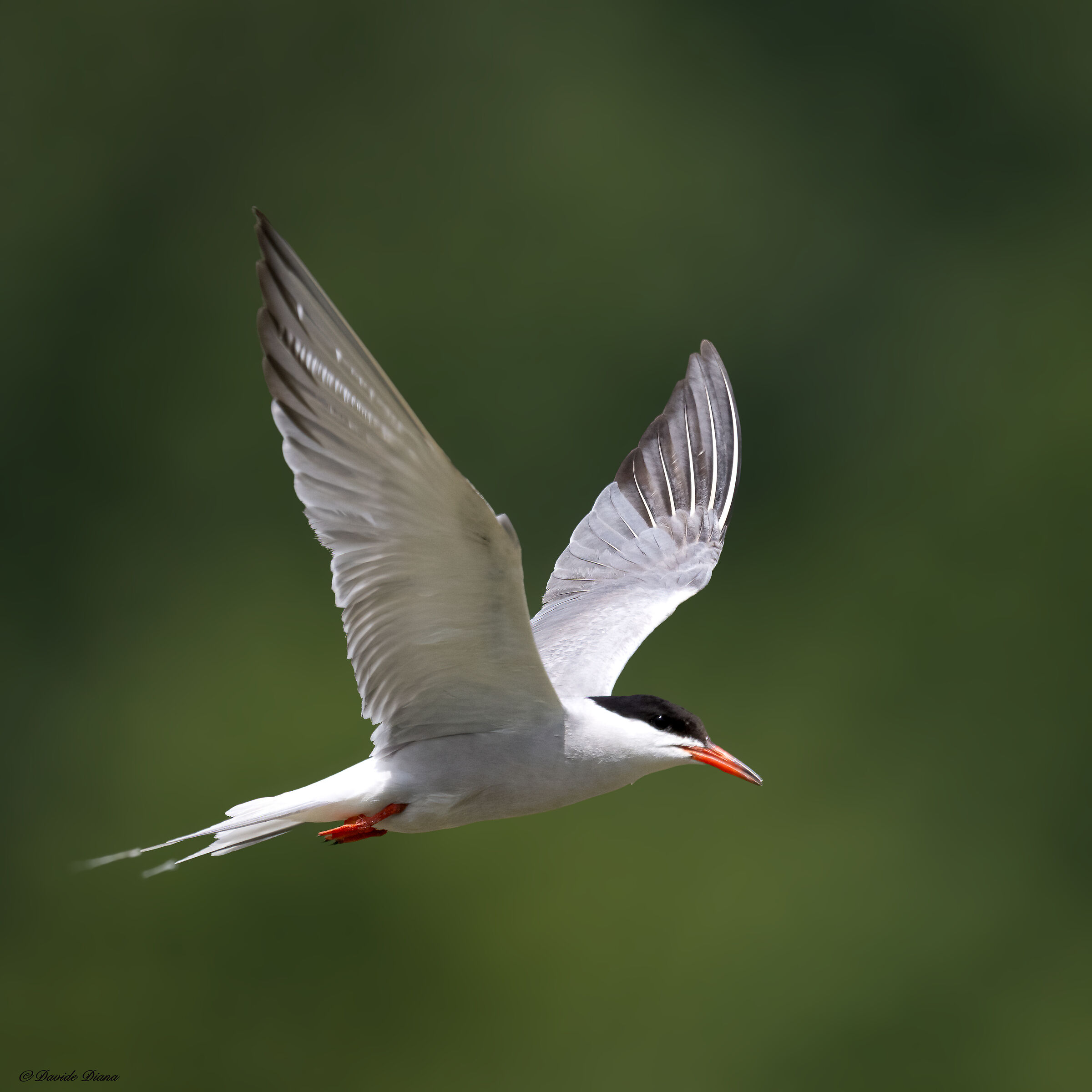Tern
