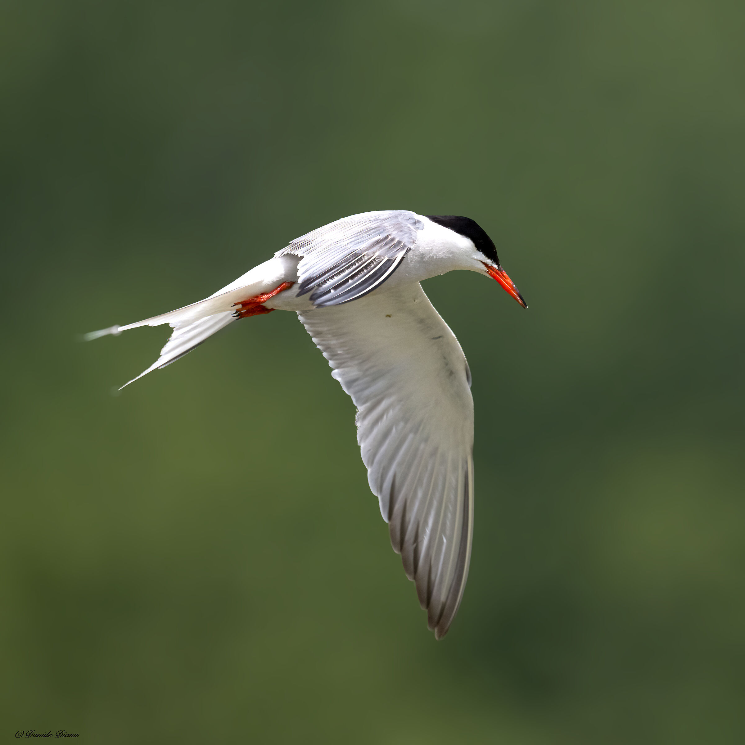 Tern