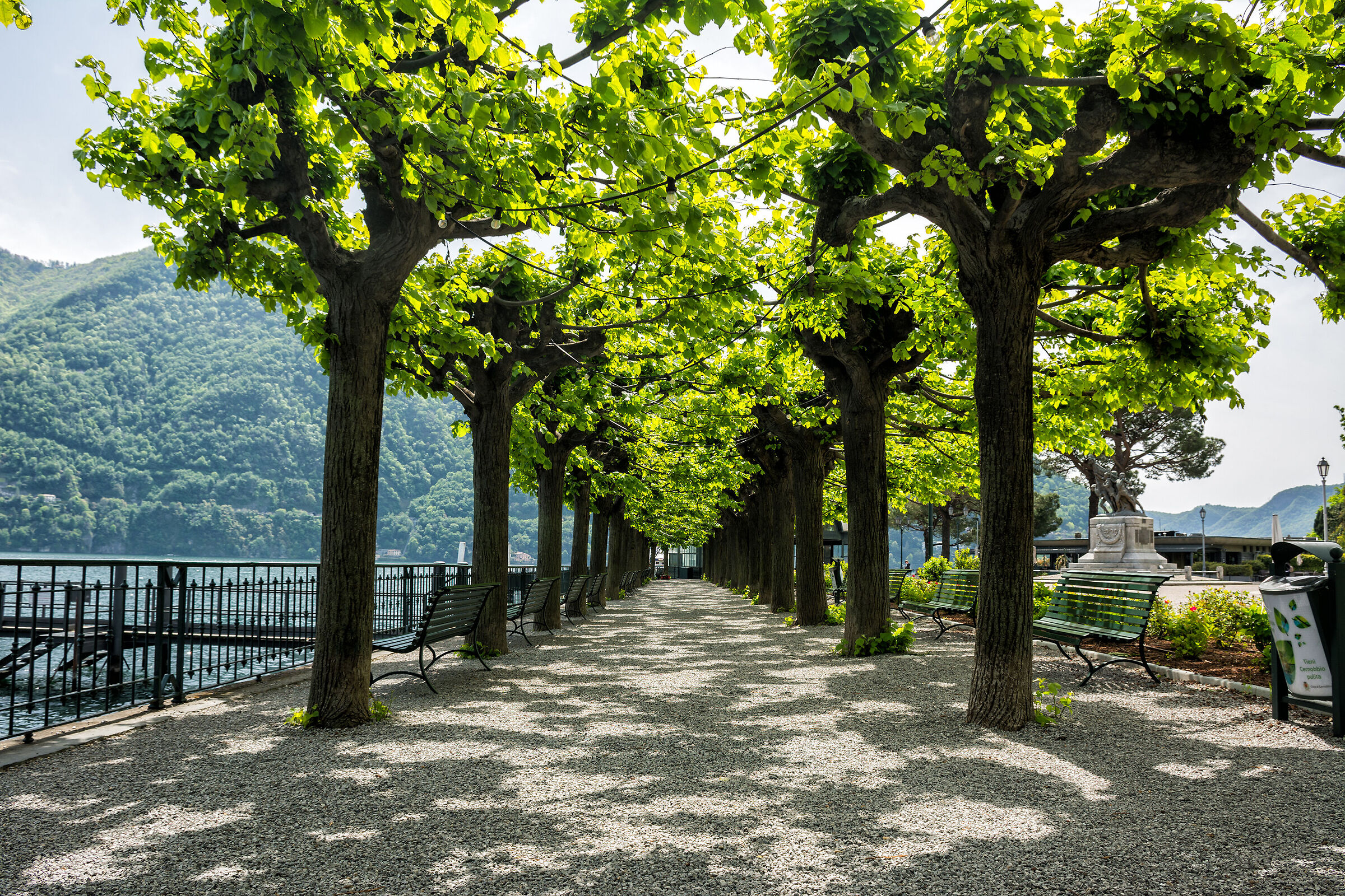The tree-lined avenue