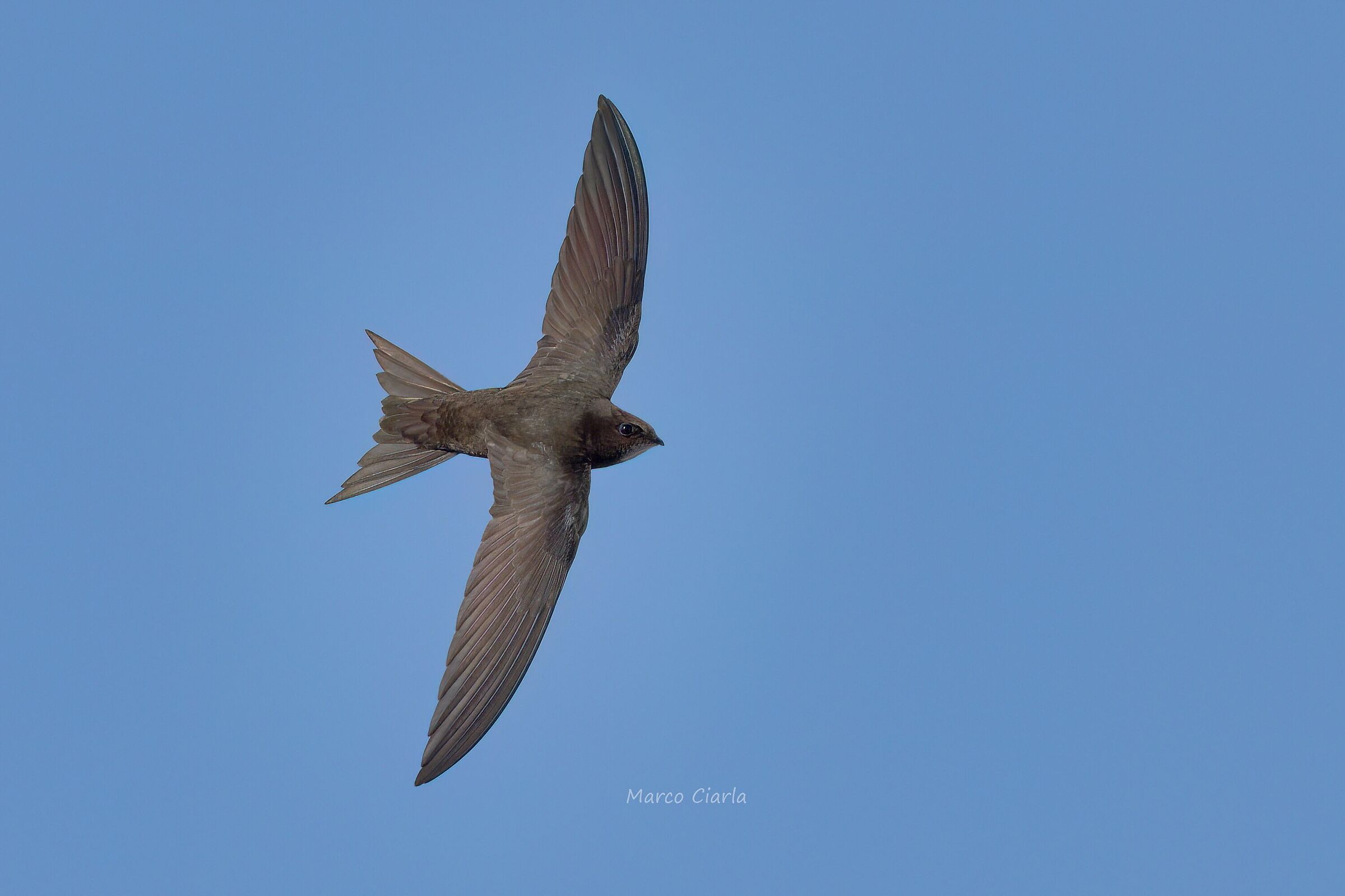 Rondone  (Apus apus )