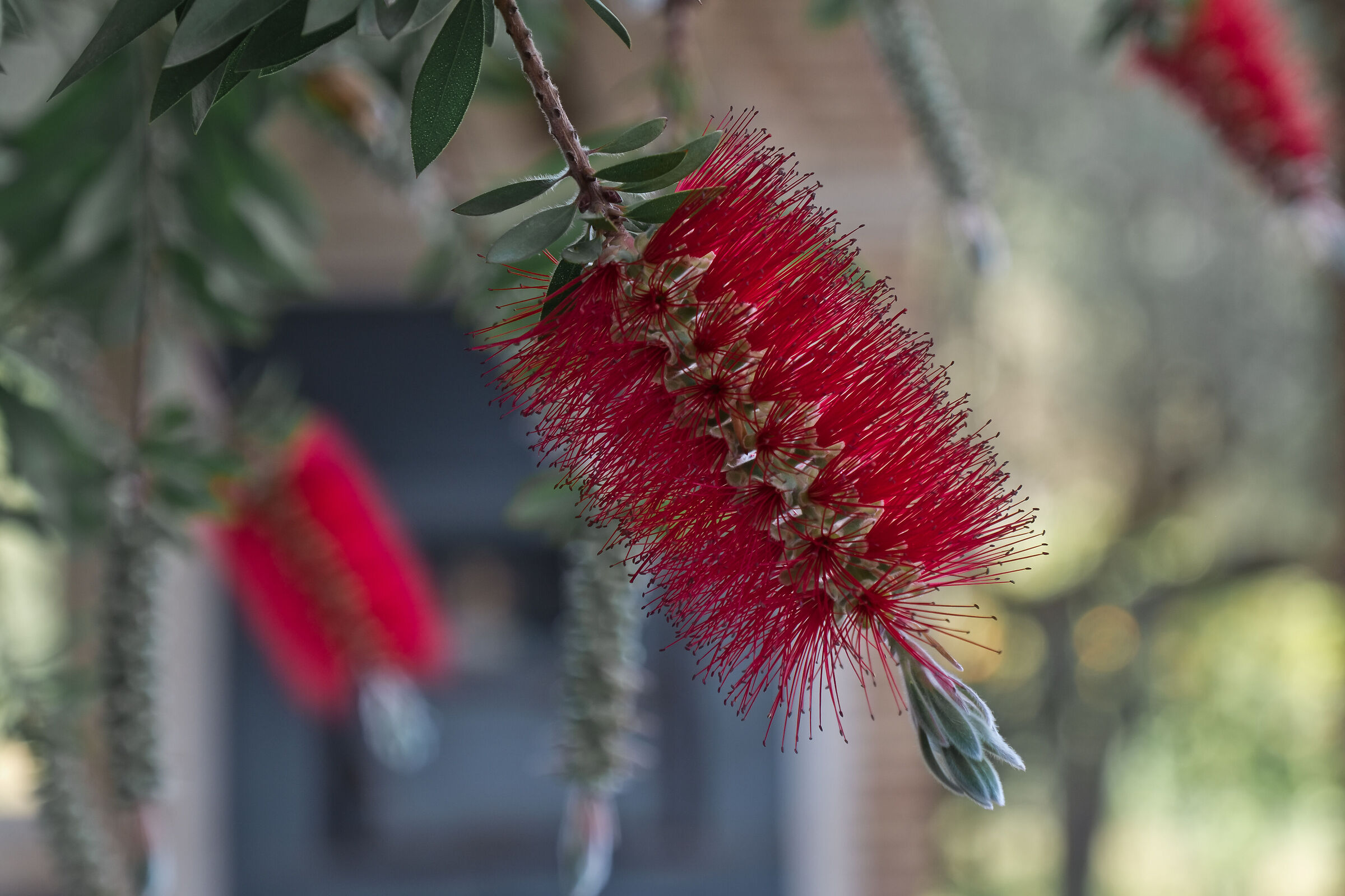Fiori di primavera