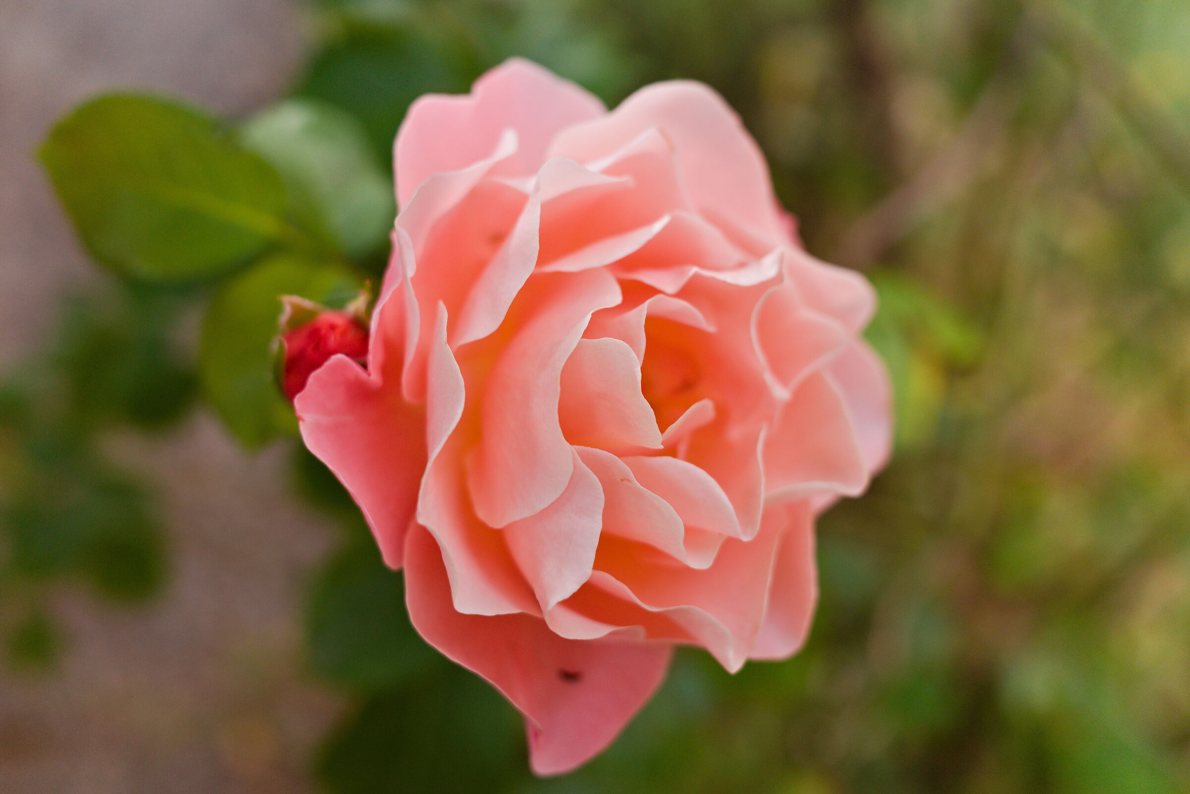 In giardino
