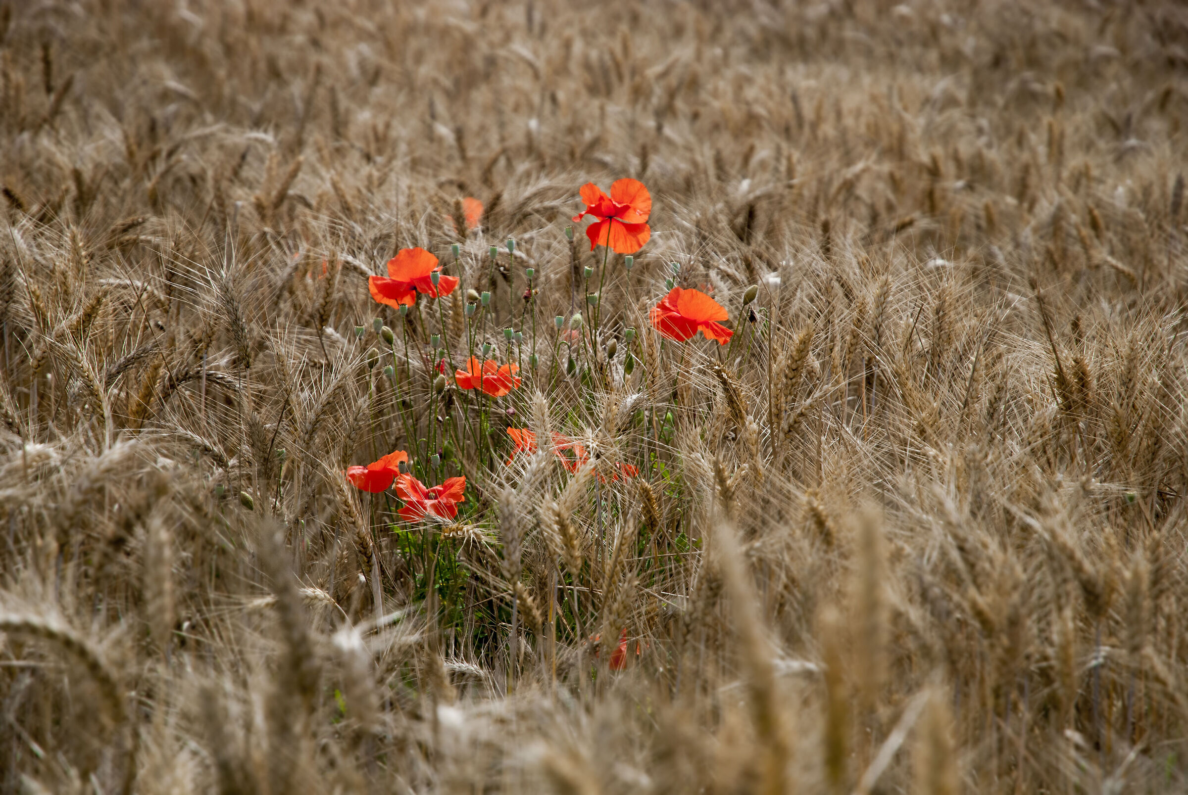 pronti per la mietitura (ccd)