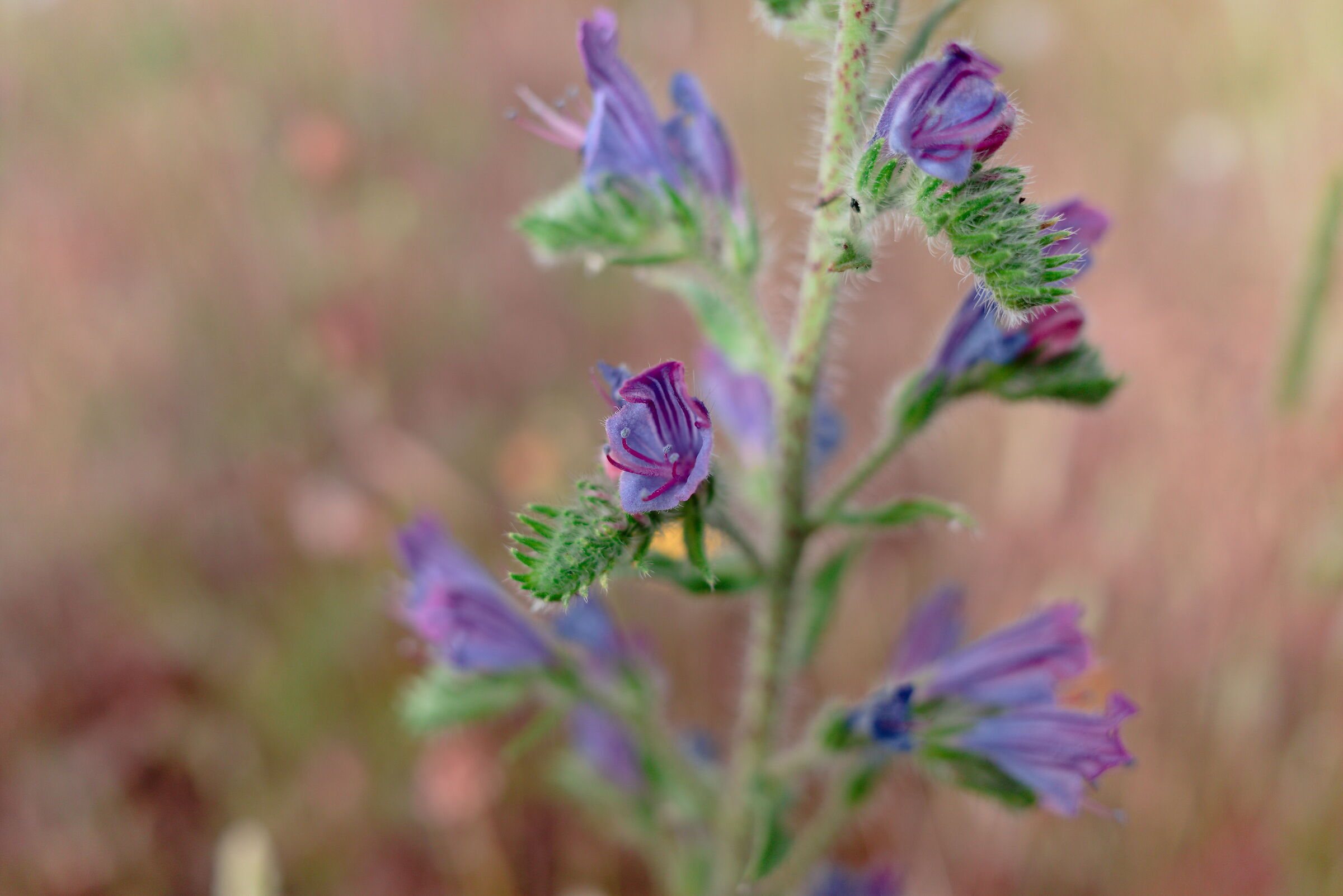 Test Macro