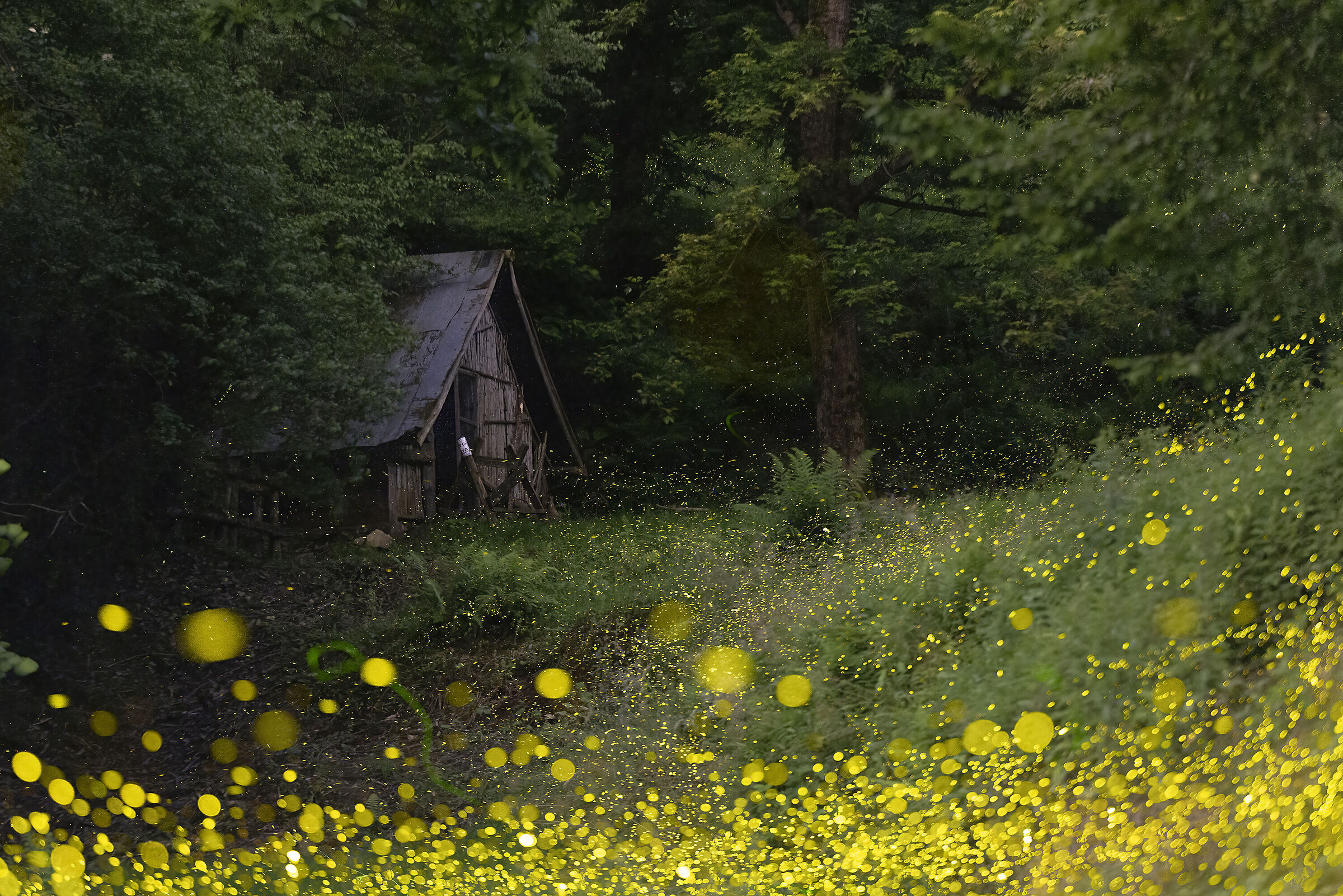 Immersed in a fairy tale of lights