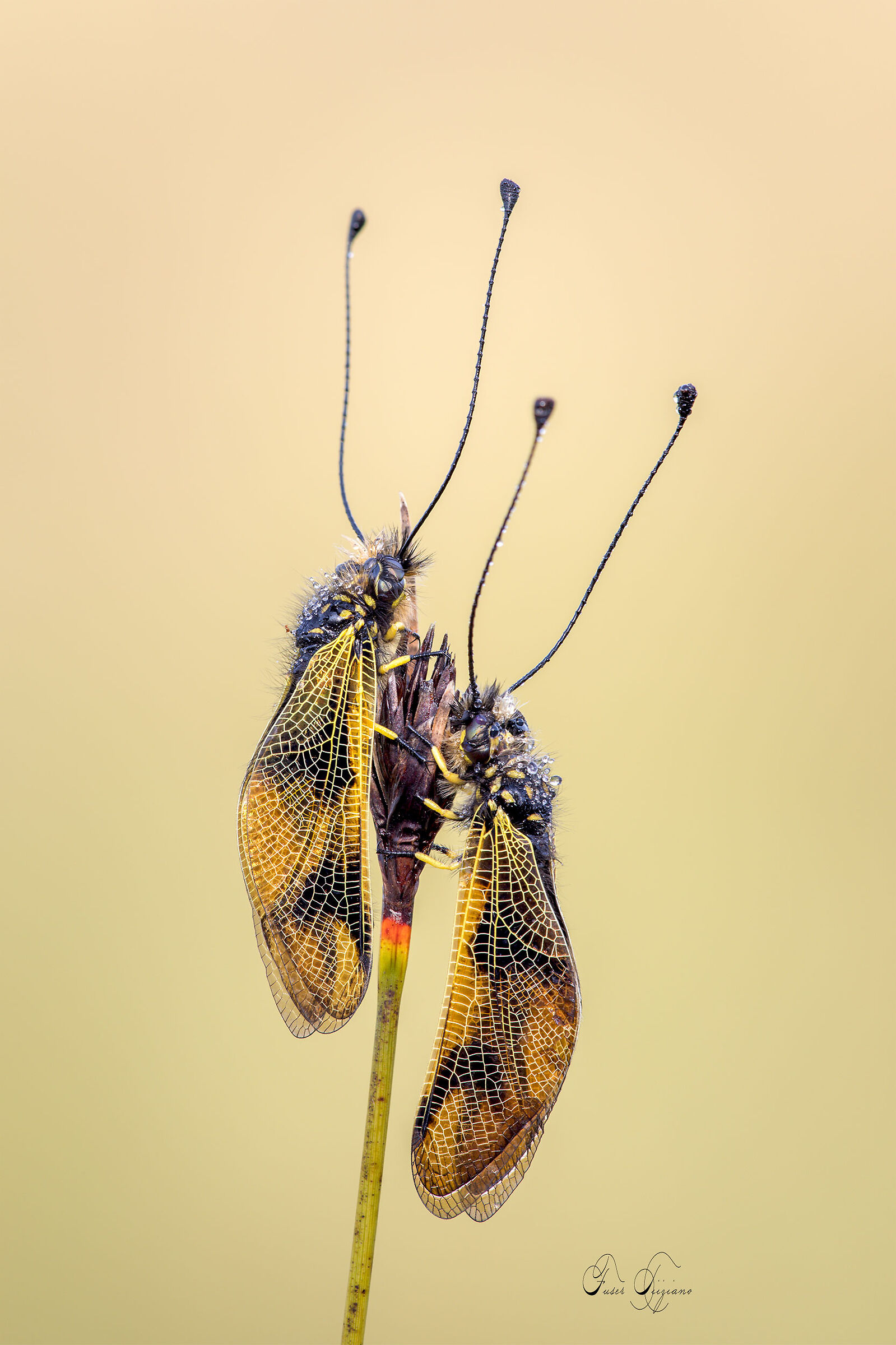 Libelloides Coccaius