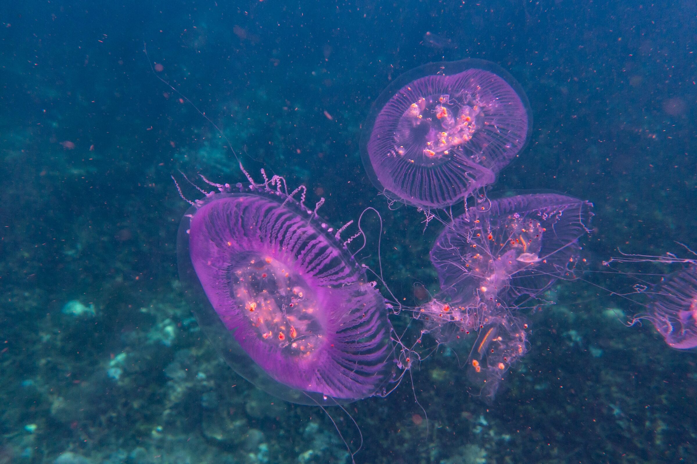 Meduse a nosy Fanny