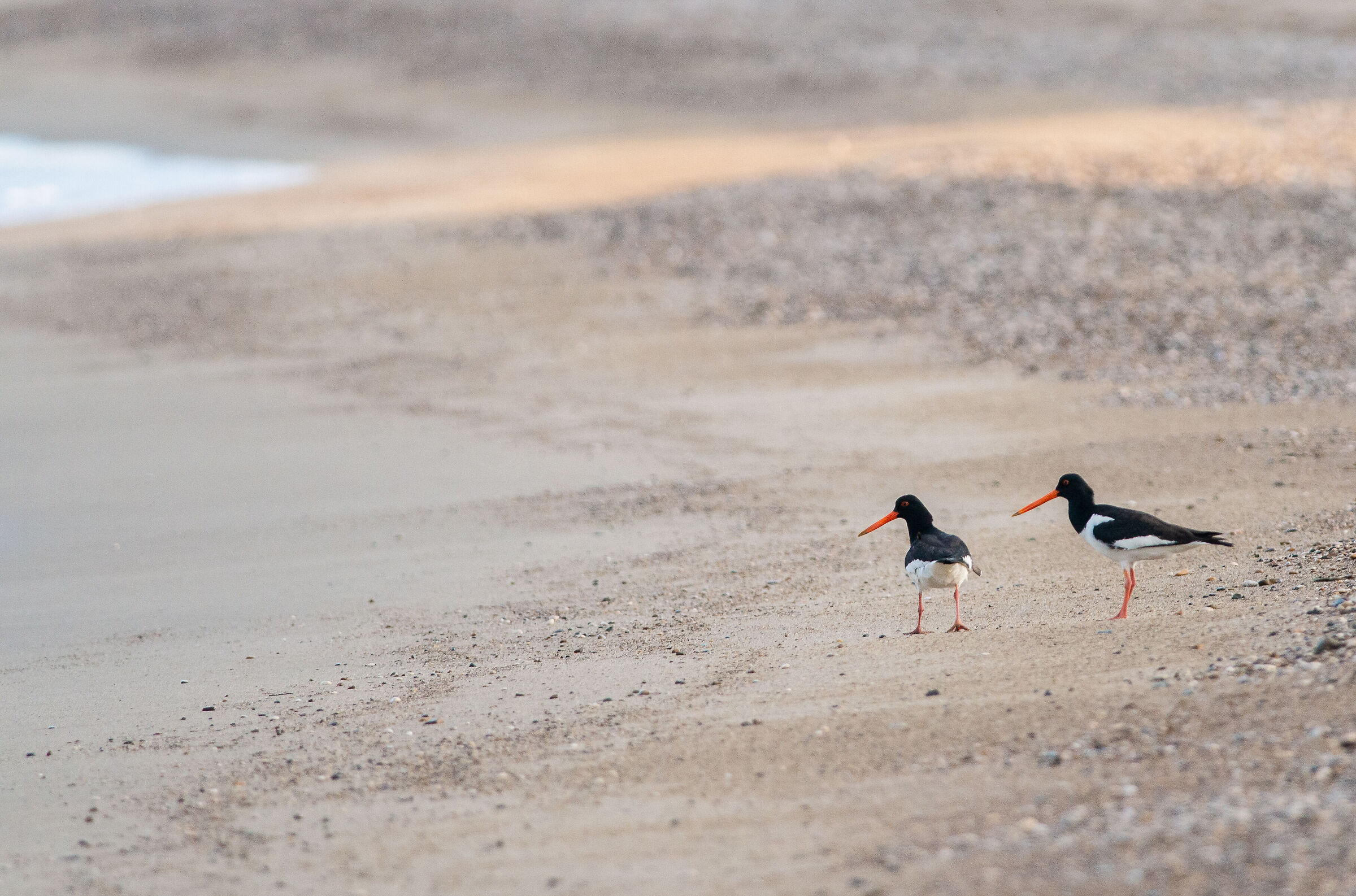 Woodcocks at dawn