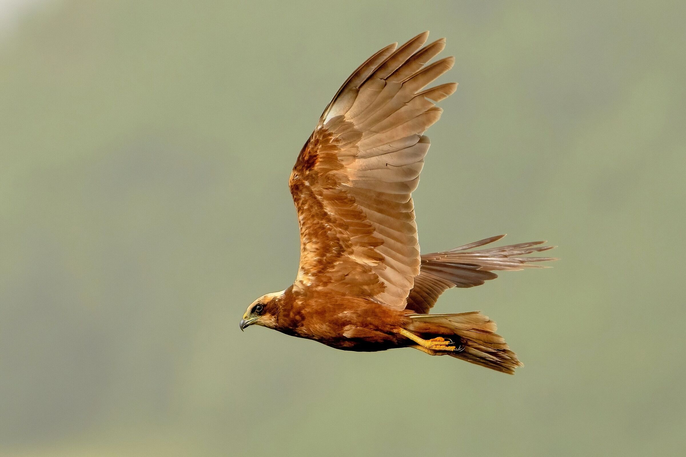 Marsh Harrier (Circus aeruginosus)