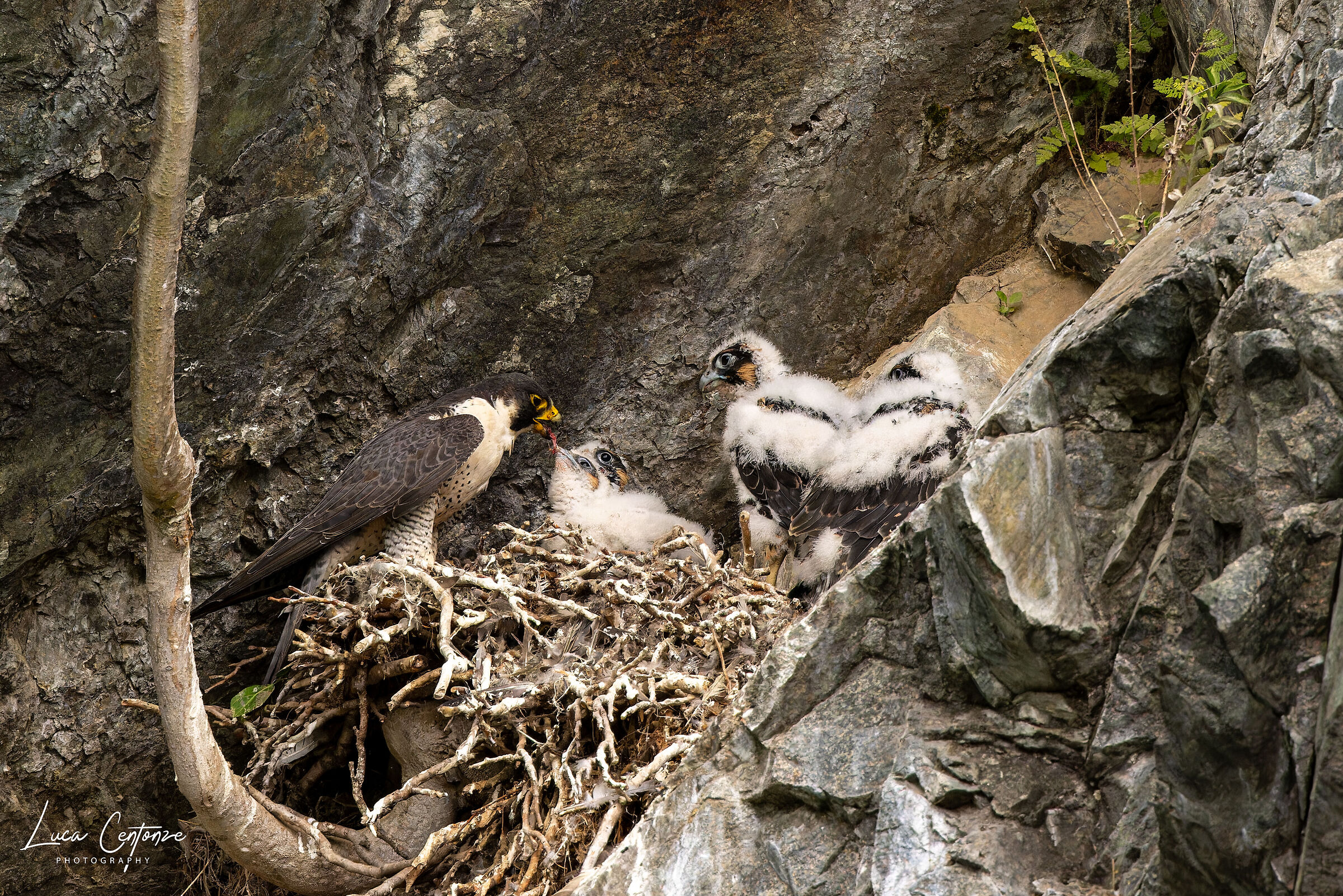 IL piccoletto stavolta non ci sta