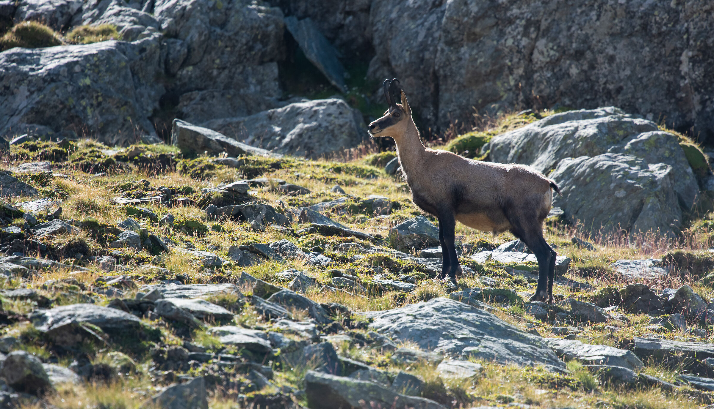 chamois