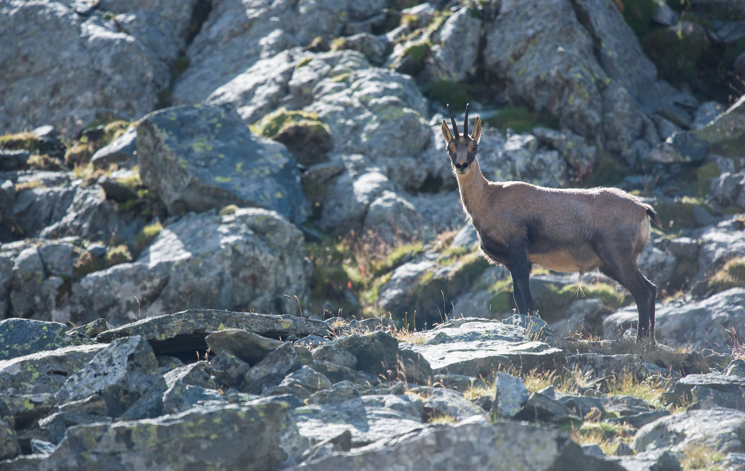 chamois