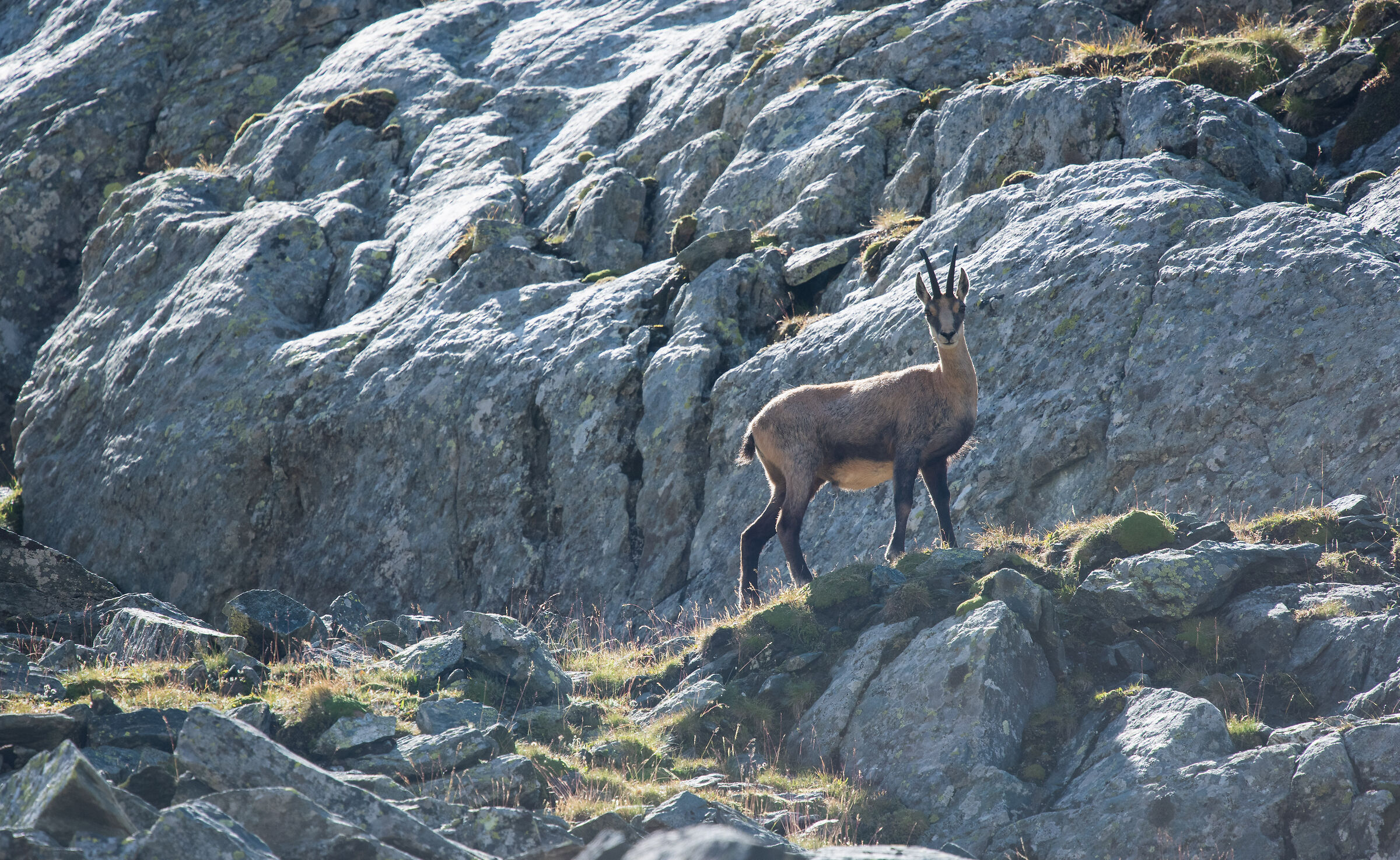 chamois