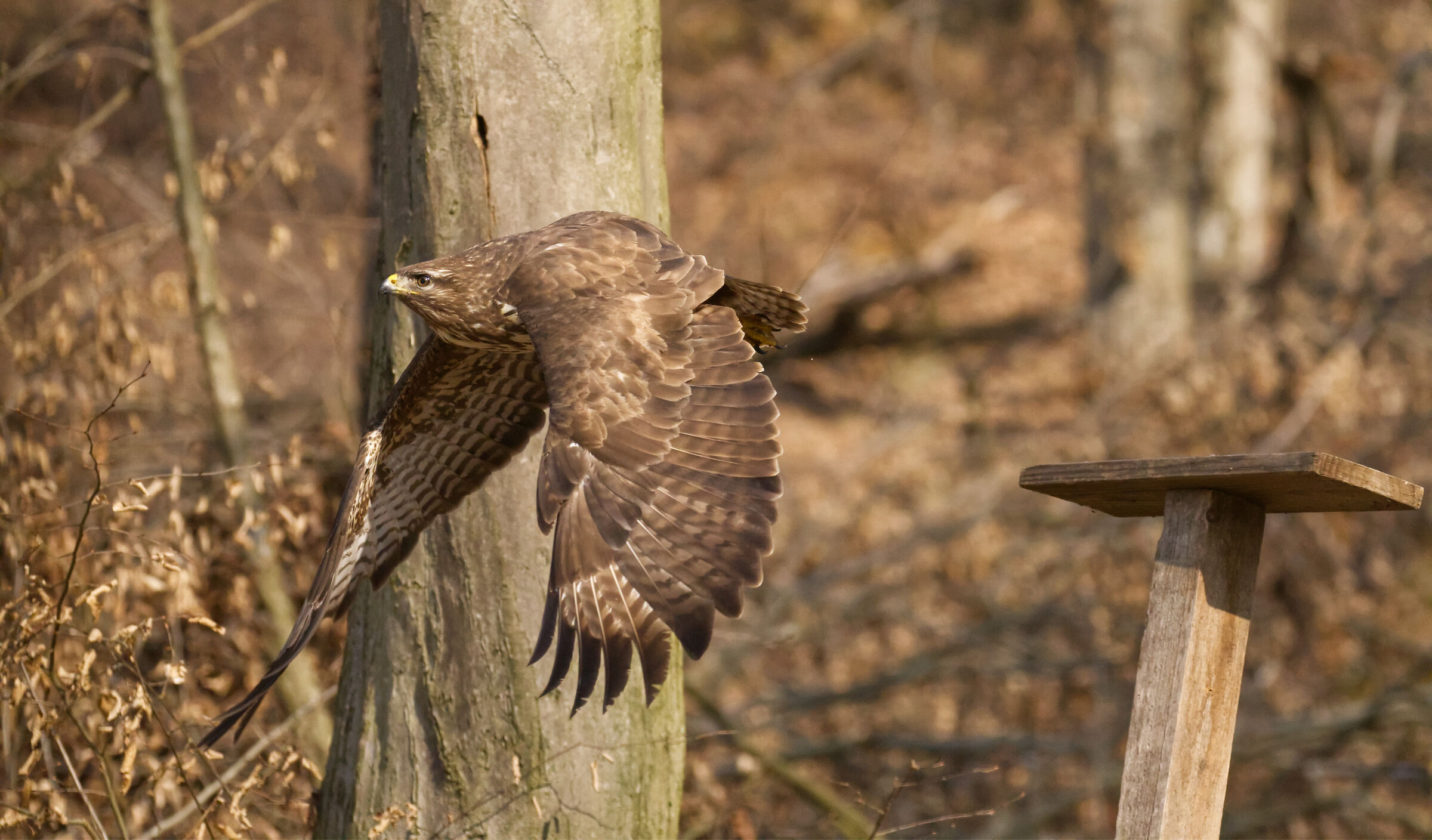 buzzard