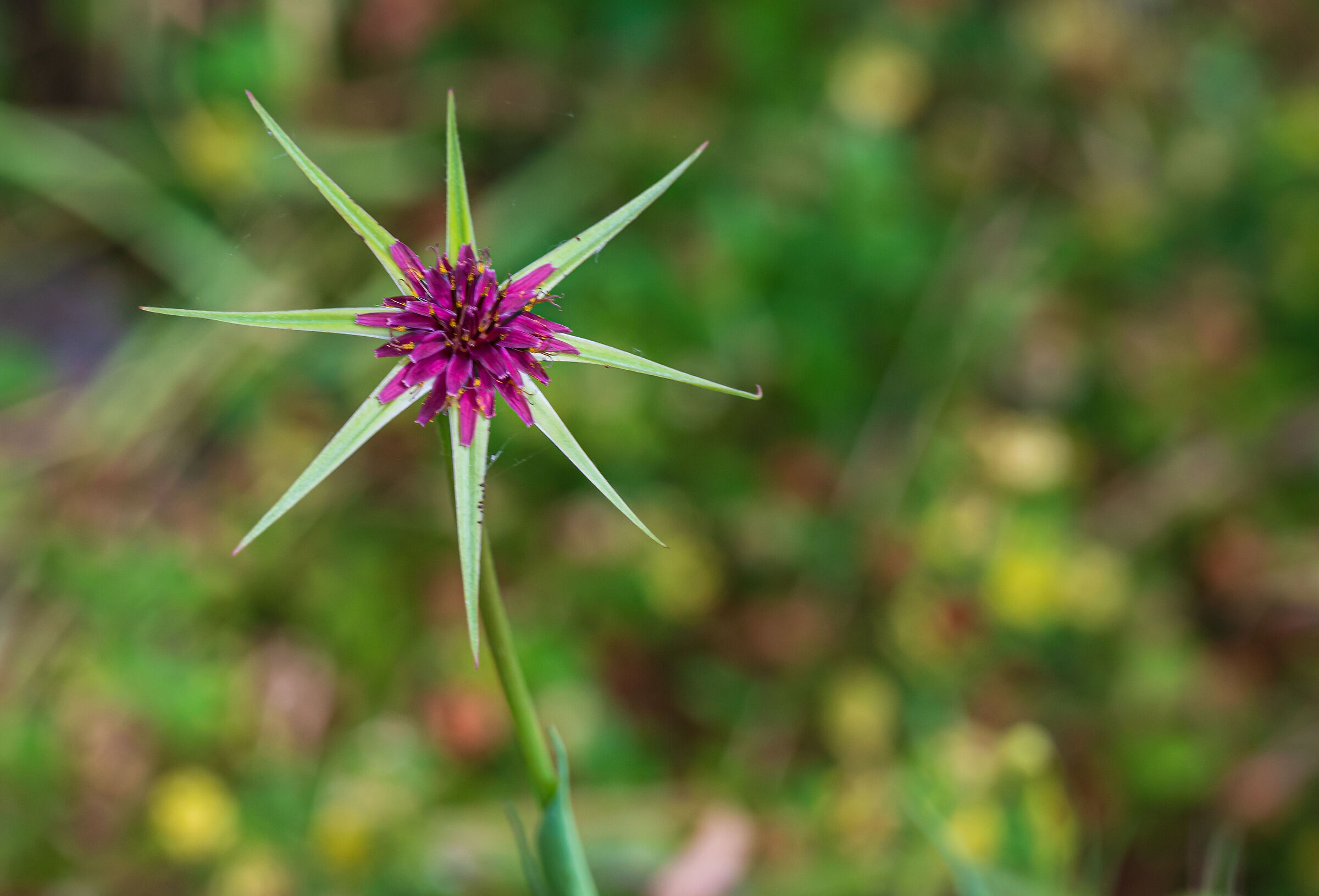 Tragopogon porrifolius. Apuane
