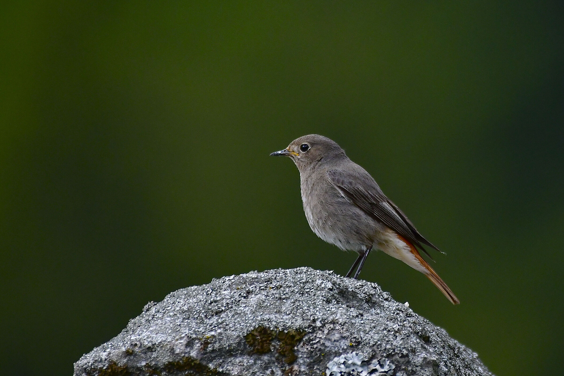 Redstart Female Chimney Sweep